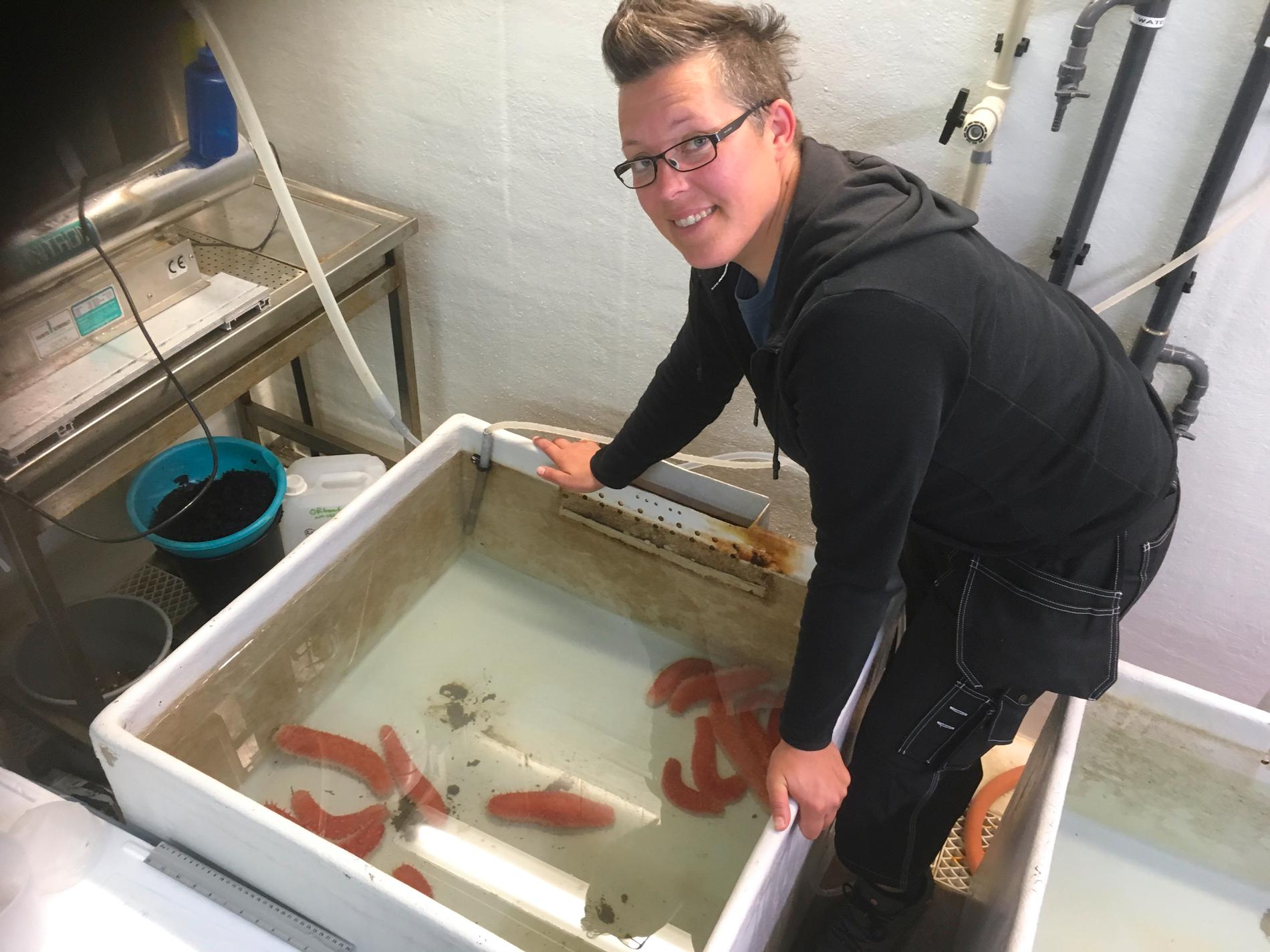 "Man vet väldigt lite om sjögurkor", säger marinbiologen Ellen Schagerström. Hon studerade de små tröga djuren i början av 2000-talet, och har nu återvänt till dem med en försöksodling.