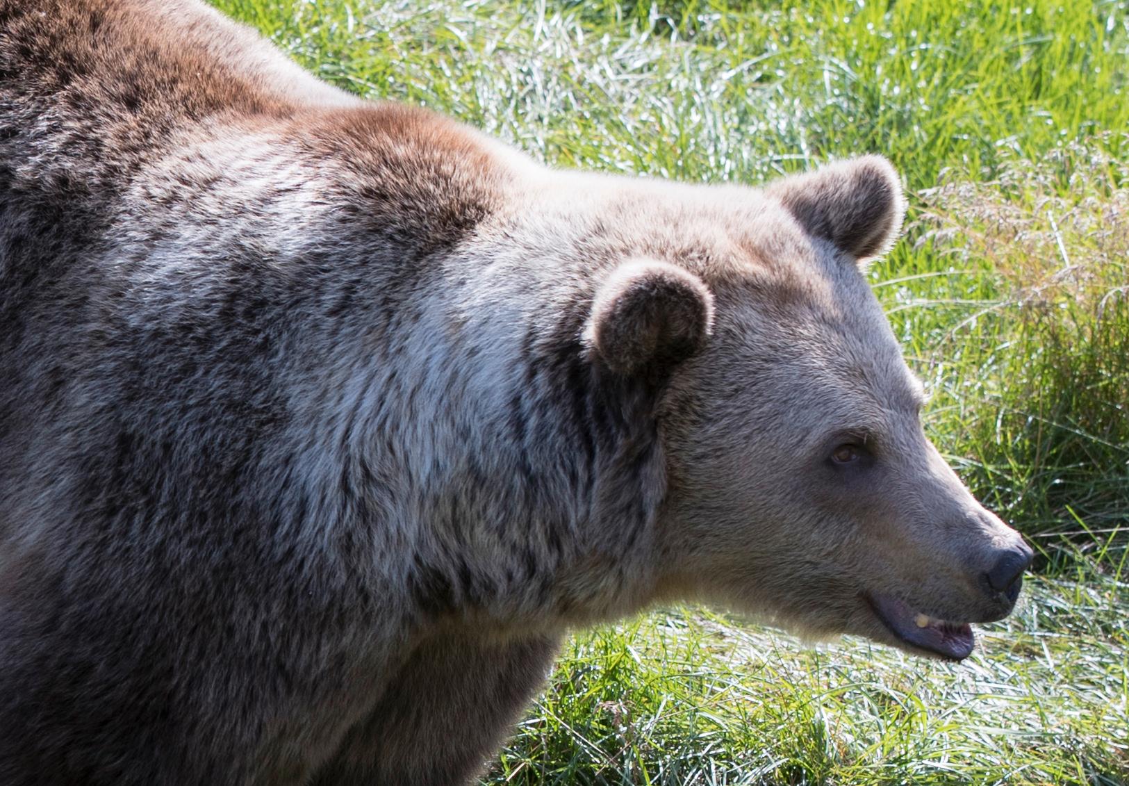 En björnhona och två ungar som har rört sig i Los i Ljusdals kommun har skjutits. Björnen på bilden har inget med texten att göra. Arkivbild.