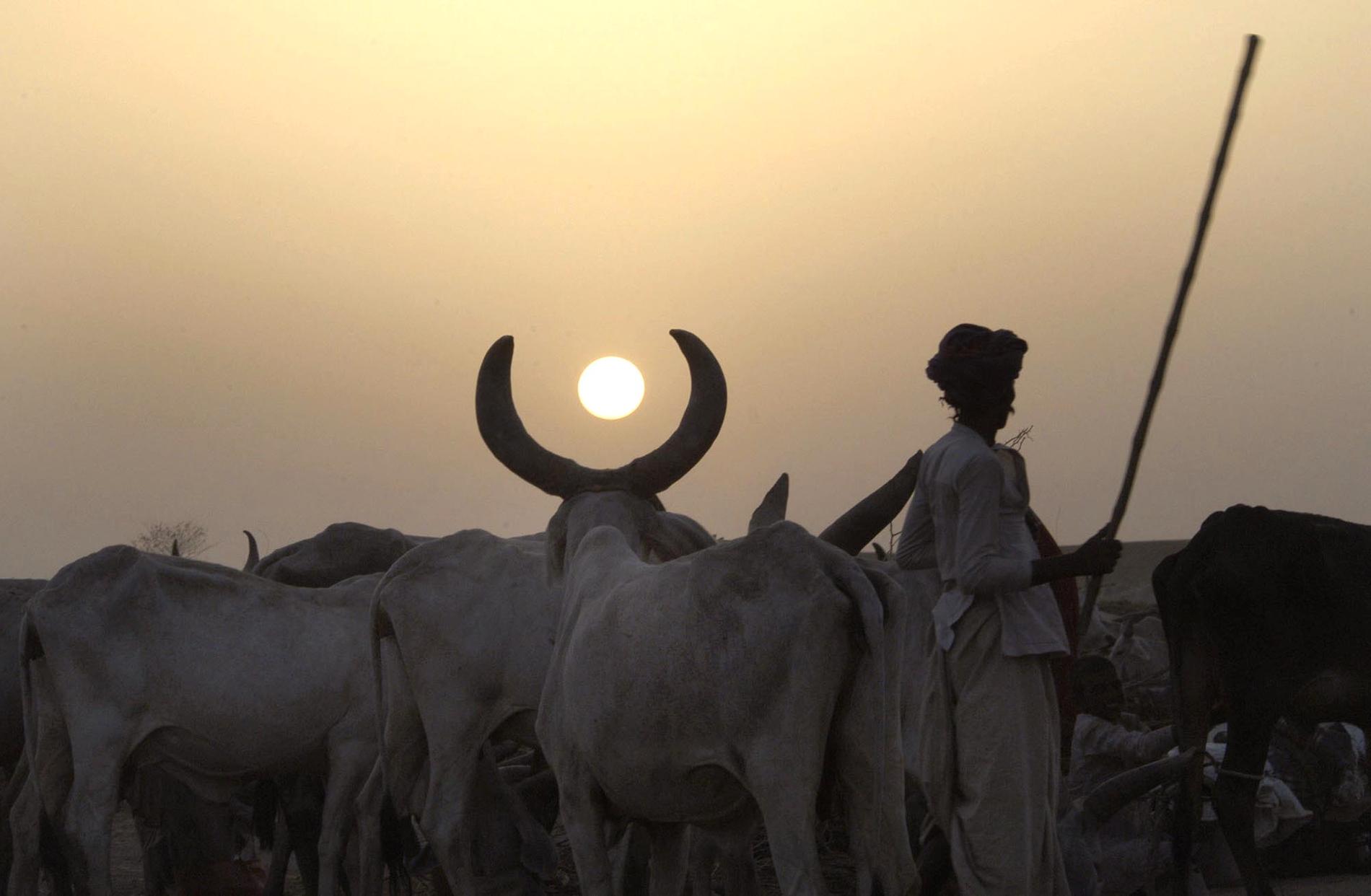 En herde med boskap i Gujarat, granndelstat till Rajastan. Arkivbild.