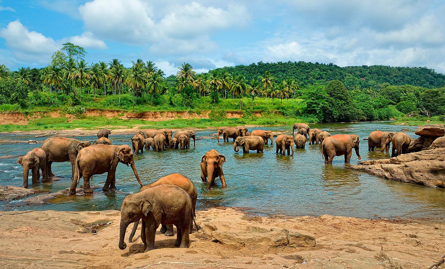 Gör ett besök i någon av naturreservaten 
på vackra Sri Lanka.