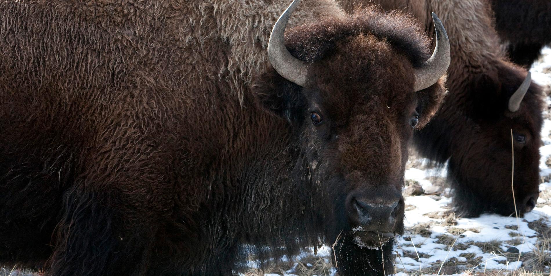 Västmanländske Thor flyttade till Moskva i november för att hjälpa till med reproduktionen. Men var han är idag vet ingen. Bilden föreställer en annan bisonoxe. 