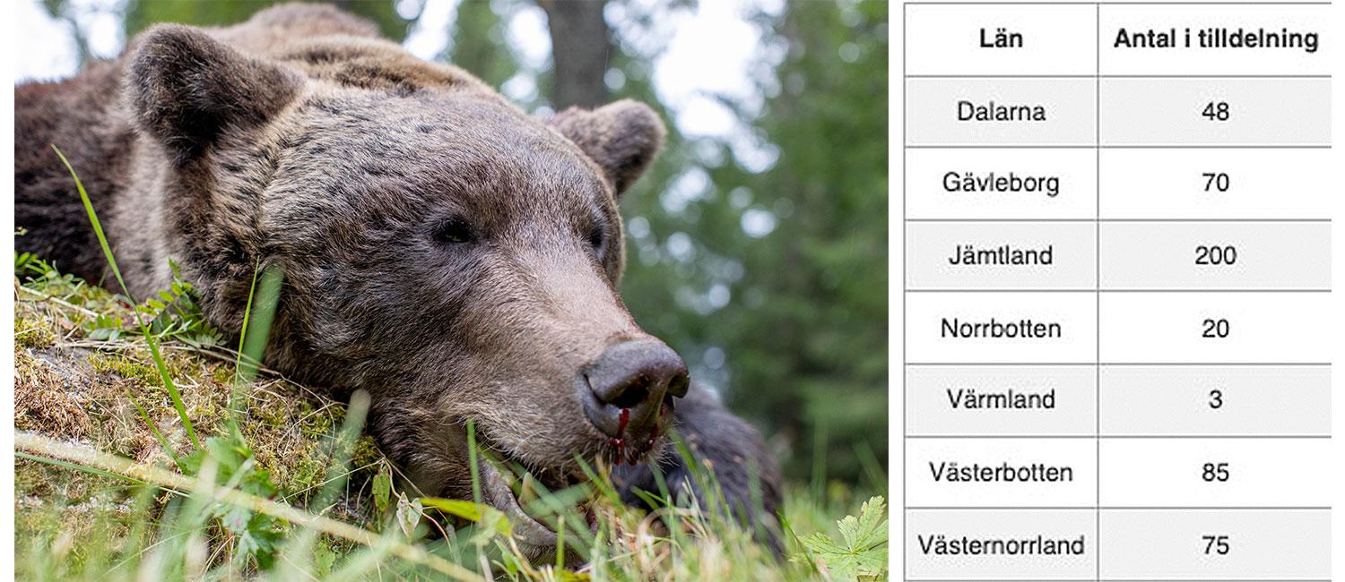 Den här björnhanen på 124 kg sköts  i Gävleborgs län under björnjaktens premiärdag förra året. Till höger listan på hur många björnas som får skjutas i varje län i år. 