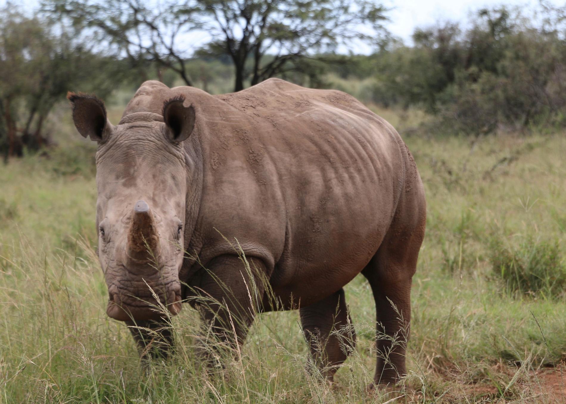 Tjuvjakten på noshörningar minskar för fjärde året i rad. Arkivbild.