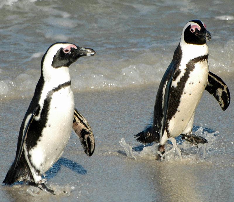 IgNobel-priset har tidigare gått till en studie som visar vilket tryck det är när pingviner bajsar.