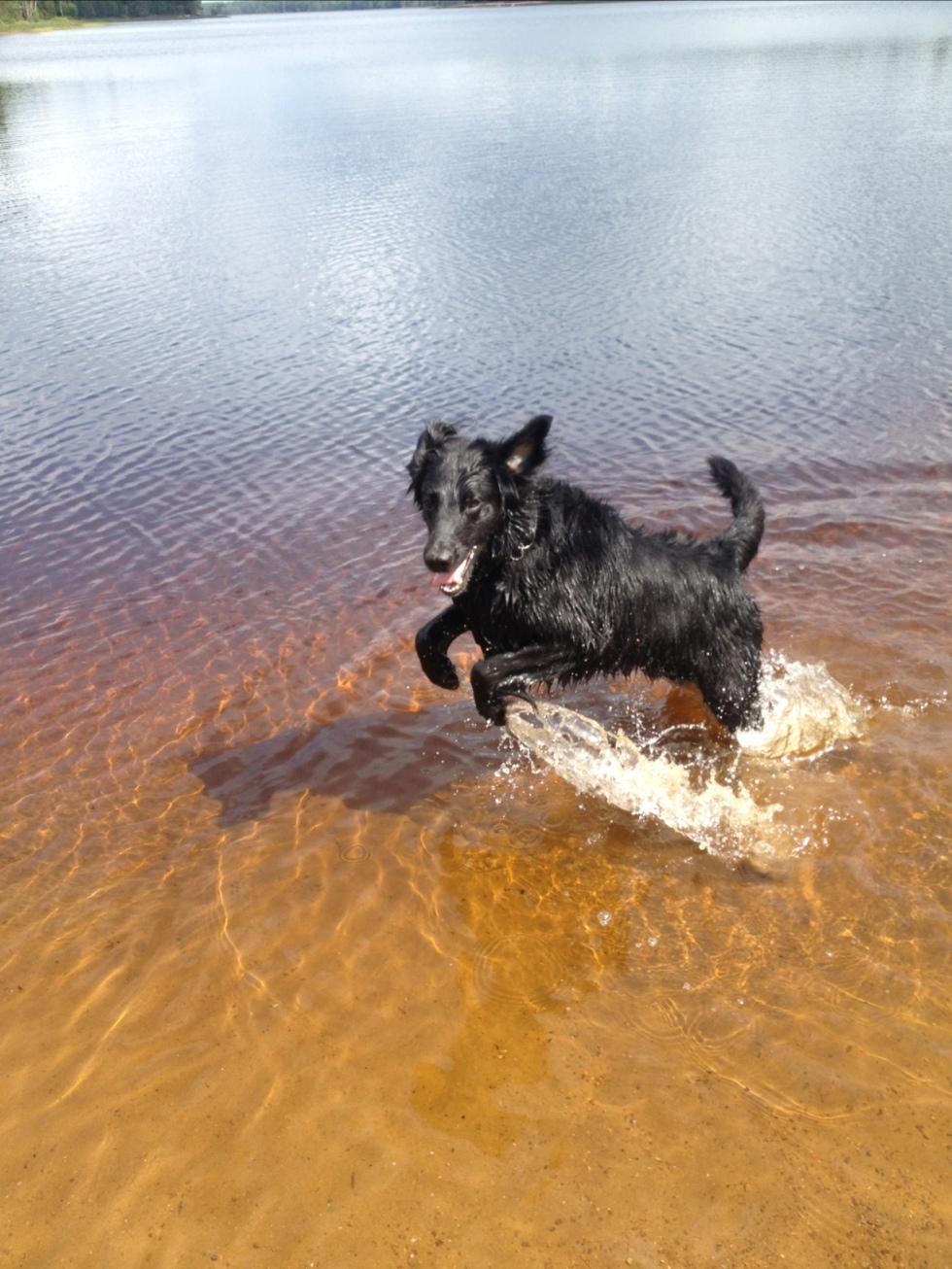 Rossi, en flatte som älskar vattnet!