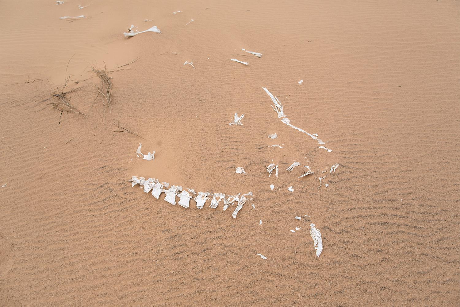 Kvarlevorna efter en kamel ligger i sanden norr om Mijek, en stad i de befriade områdena. Här råder konstant vattenbrist och många djur dör av törst. Foto: Johan Persson