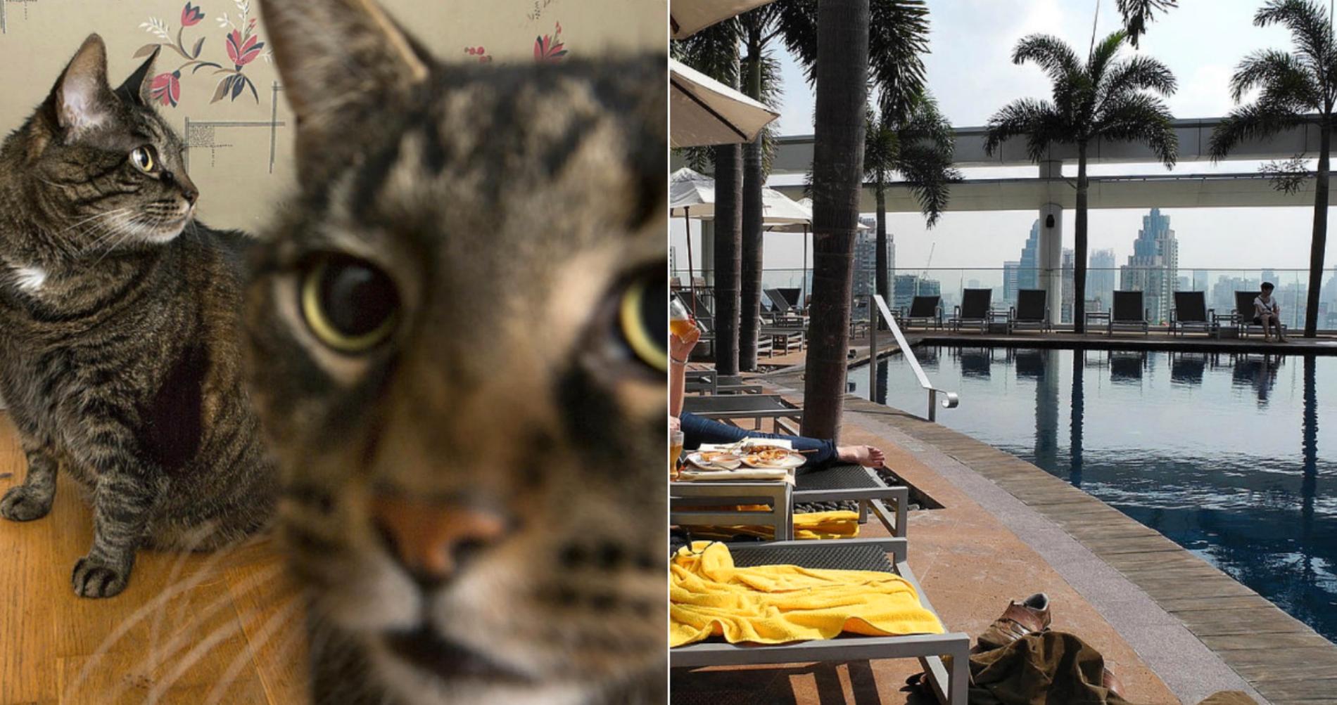 Katterna på bilden har inte lämnats ensamma under en Thailandsresa.