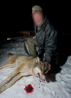 Ingen av vargjgarna i Värmland vill ställa upp med namn och bild av rädsla för hot.