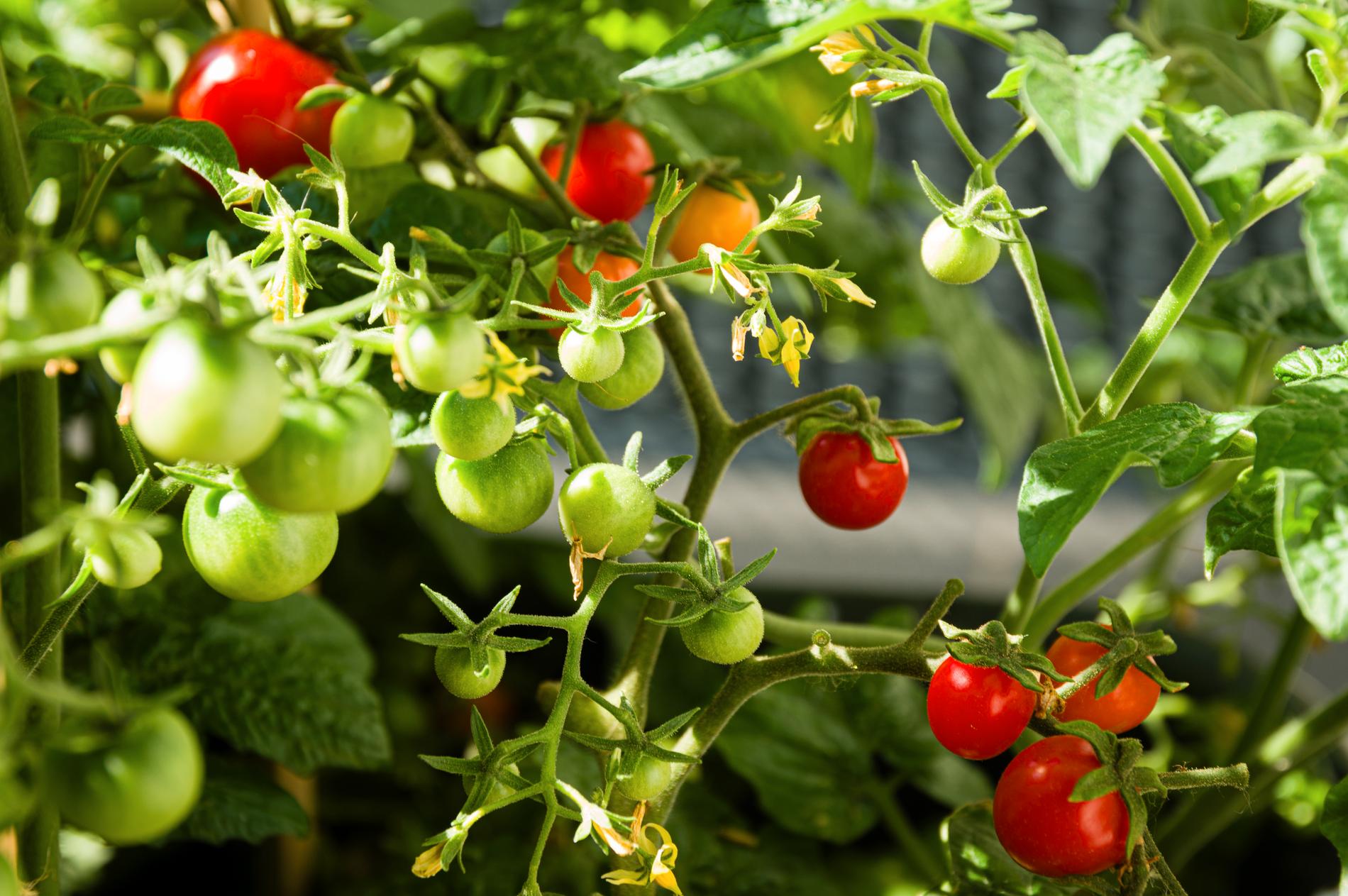 Arkivbild på tomater på balkong.