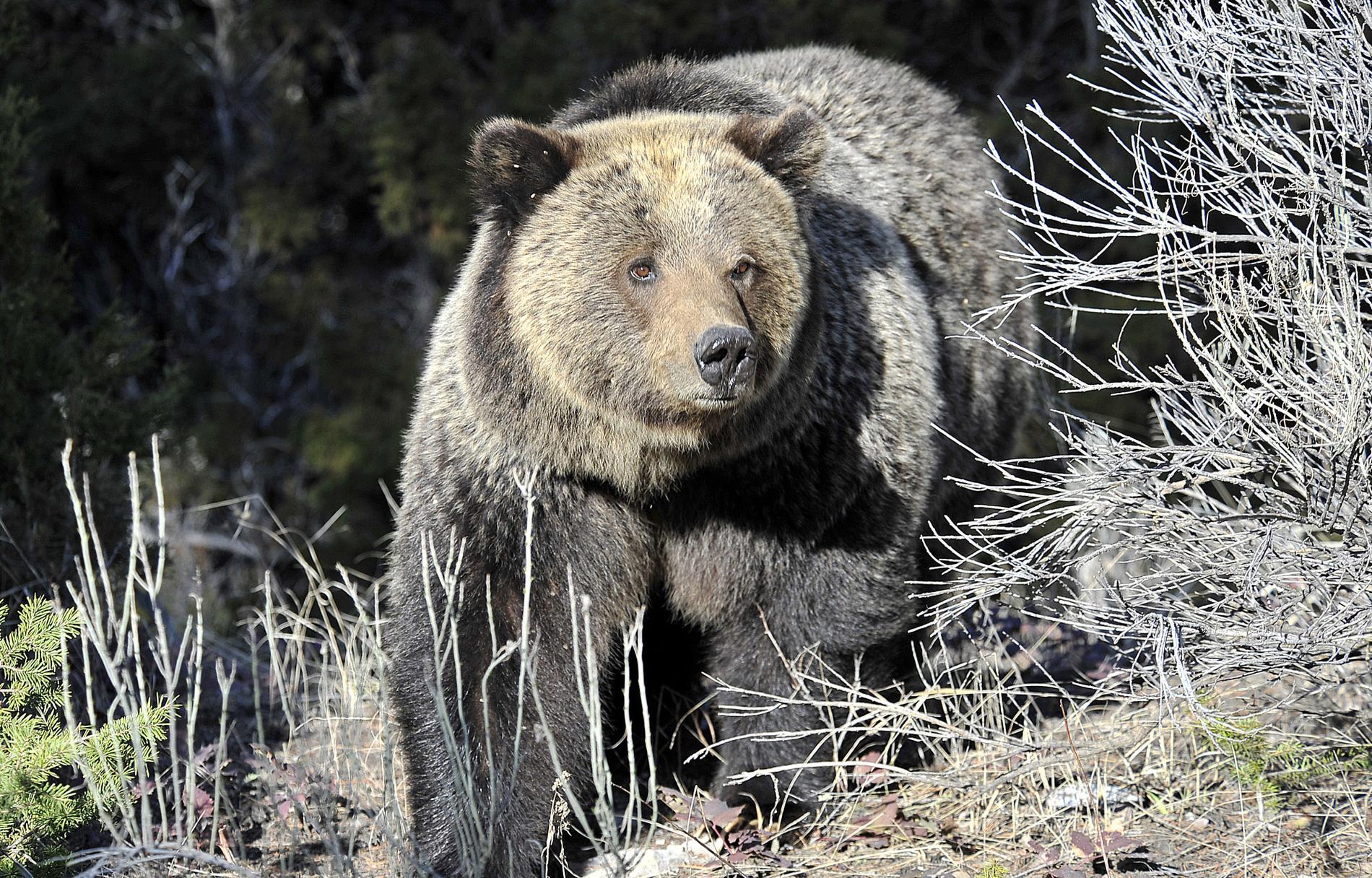 En grizzlybjörn i den amerikanska nationalparken Yellowstone. Arkivbild.