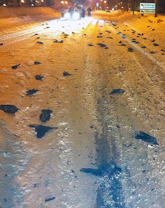 Fågelskräck I veckan hittades 70 döda fåglar i Falköping. Foto: LÄSARBILD