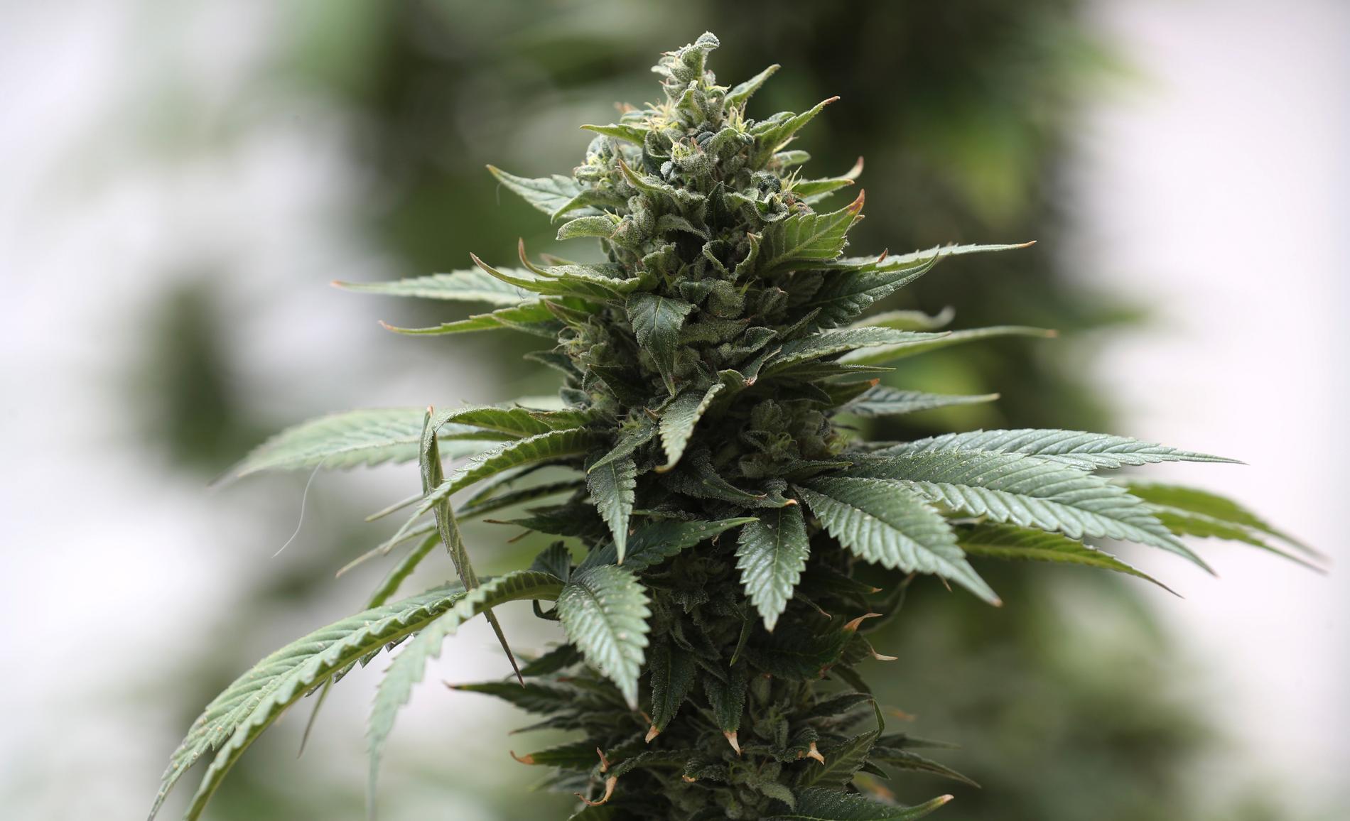 KD vill utreda avkriminalisering av eget bruk av cannabis.