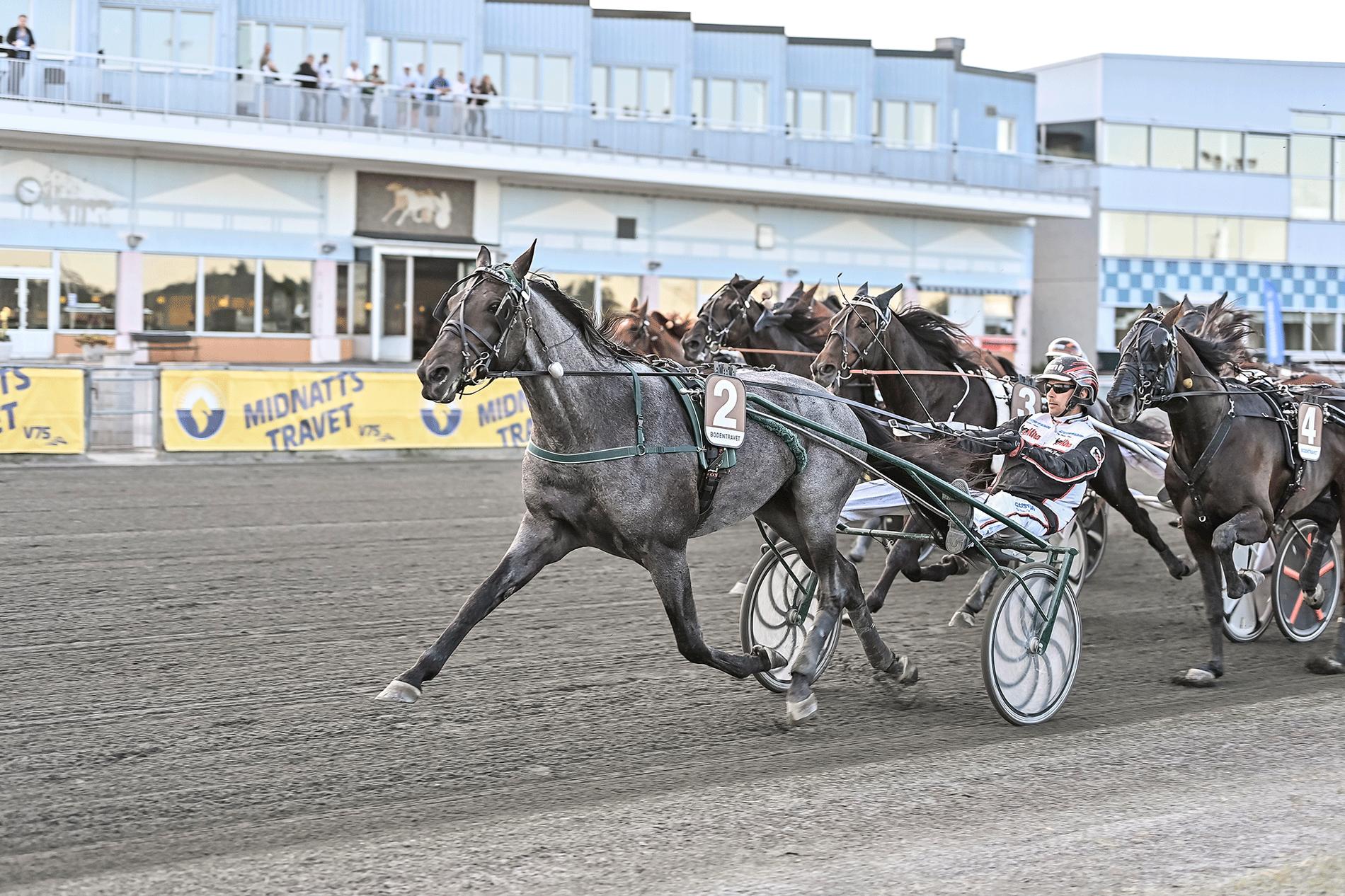 I lördags vann Westholms Antonio Tabac storloppet Norrbottens Stora Pris i Boden.