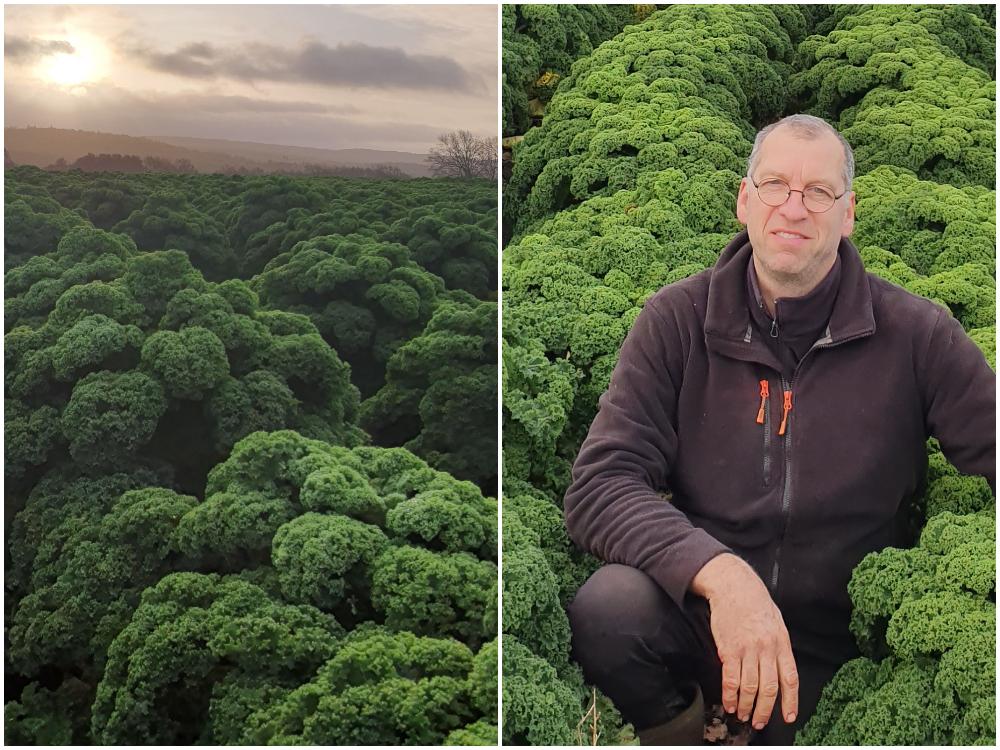 Mikael Jidenholm odlar hundratals ton grönkål.