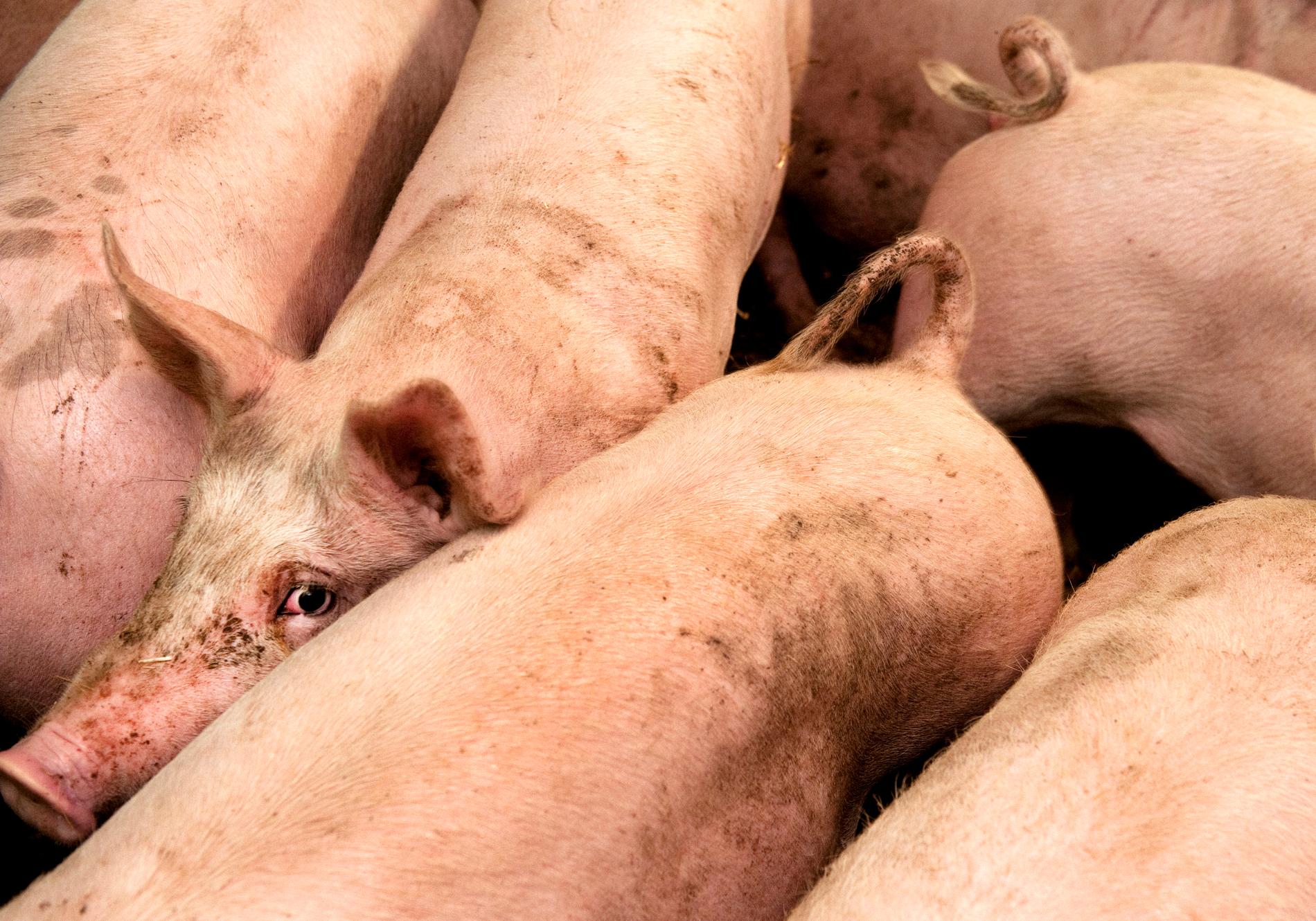 95 000 grisar ska avlivas efter att deras grisgård drabbats av svinpest. Arkivbild på helt andra grisar.