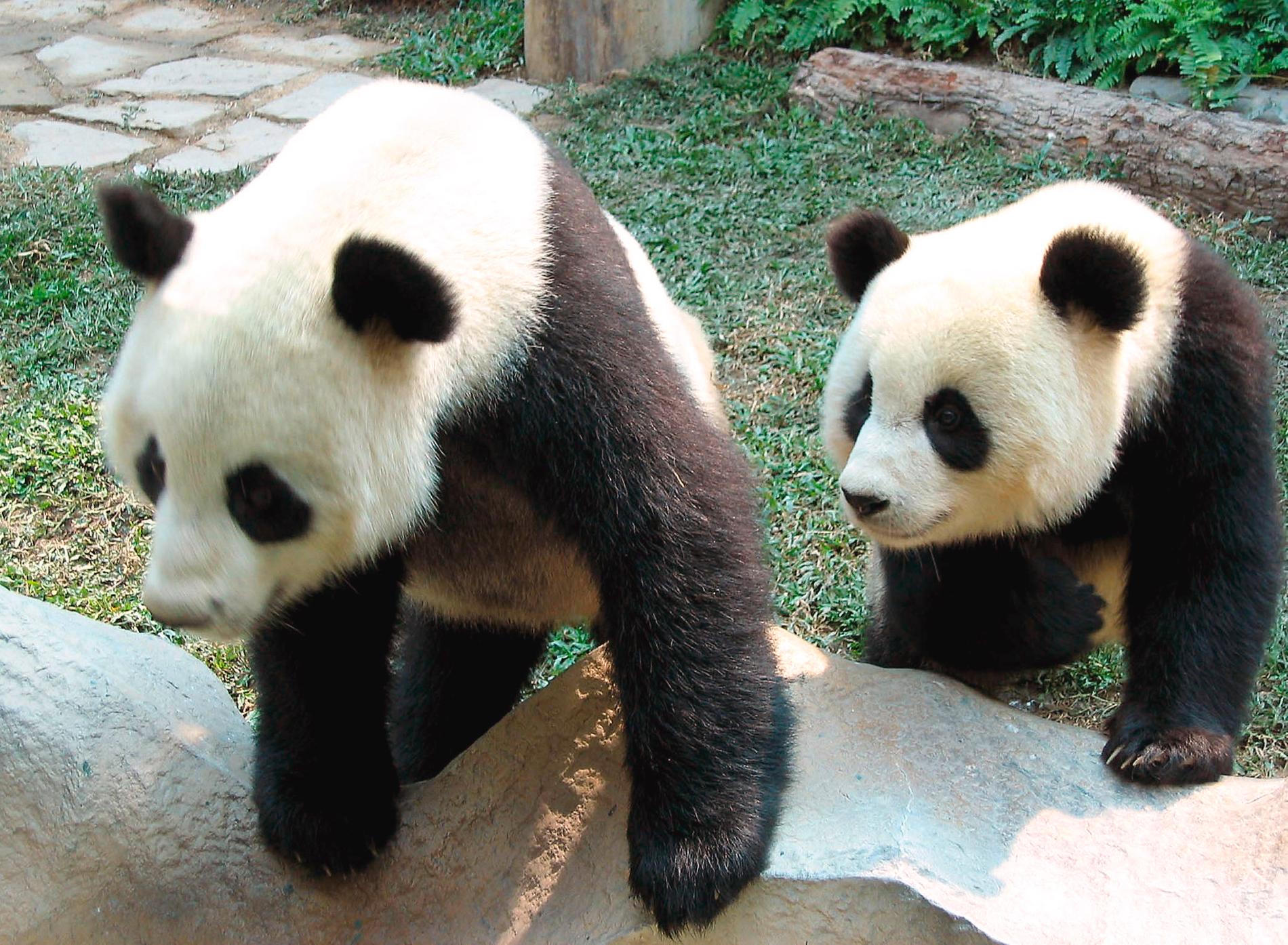 Chuang Chuang, till vänster, dog i måndags. Hans död har fått kinesiska pandaälskare att ana oråd. Arkivbild.