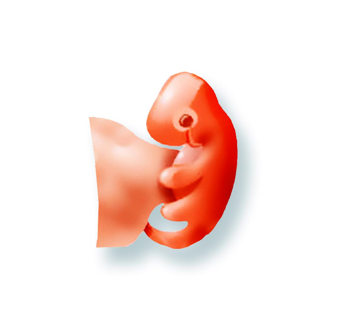 Gravid i vecka 4: Fostret är nu mindre än en millimeter mellan huvudet och stjärten.