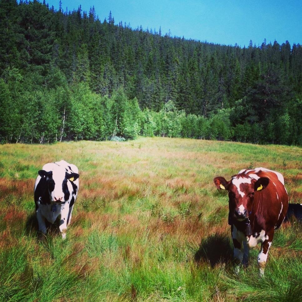 Lyckliga kossor på en sommaräng i Norge