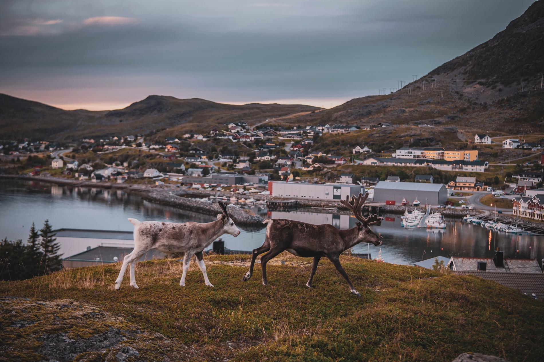 Renarna strosar fritt i Hammerfest, världens enligt egen utsago nordligaste stad.
