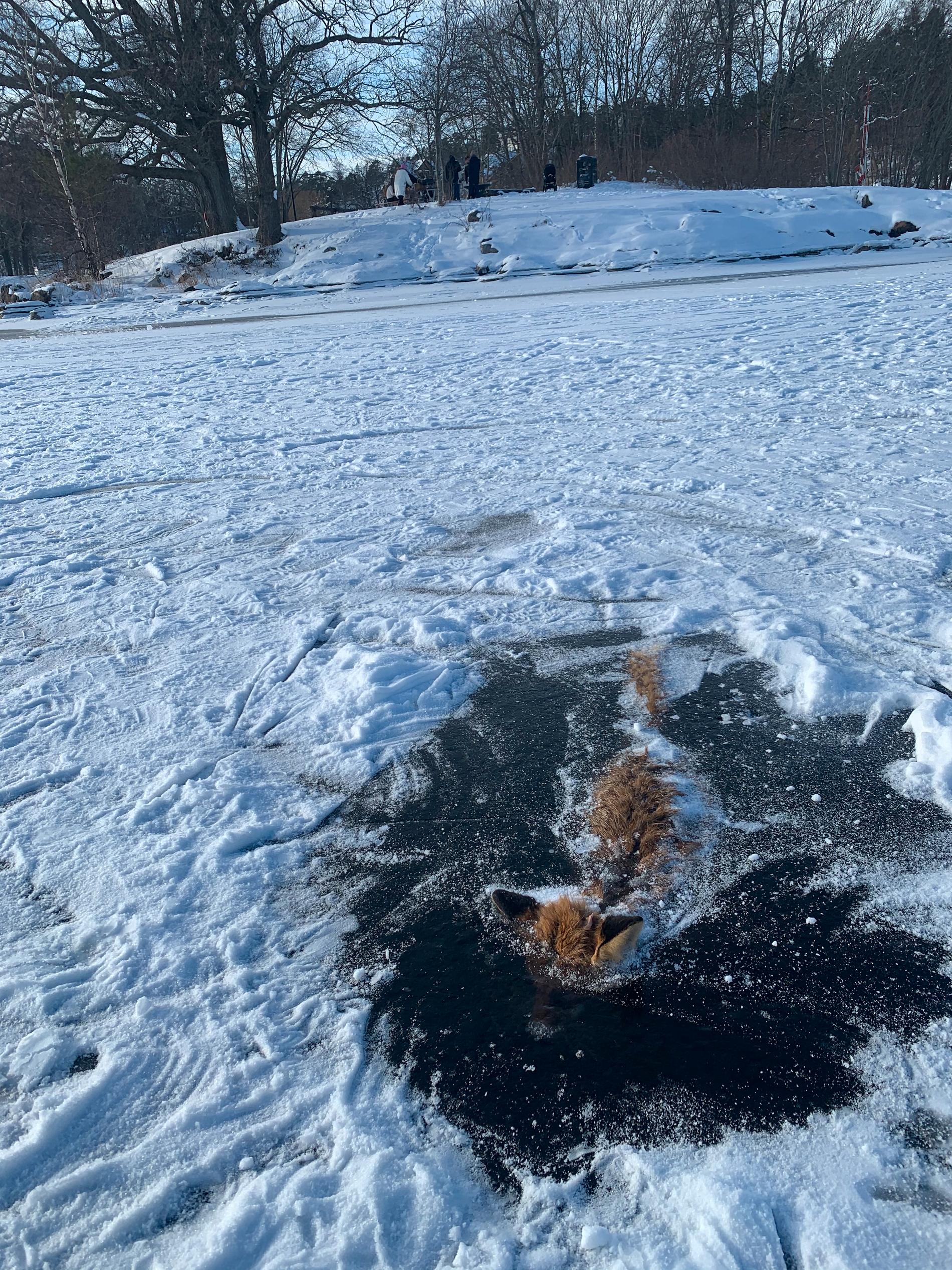 Räven hade tassat ut på isen men inte kommit längre än ett tjugotal meter från strandkanten.