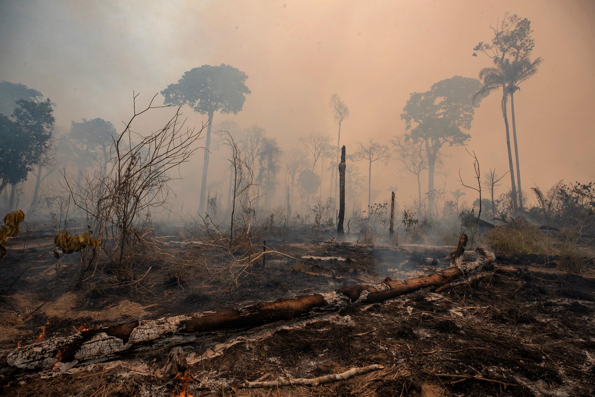 Boskapsbönder avskogar Amazonas genom att bränna regnskog, här i den brasilianska delstaten Para i augusti 2020. 