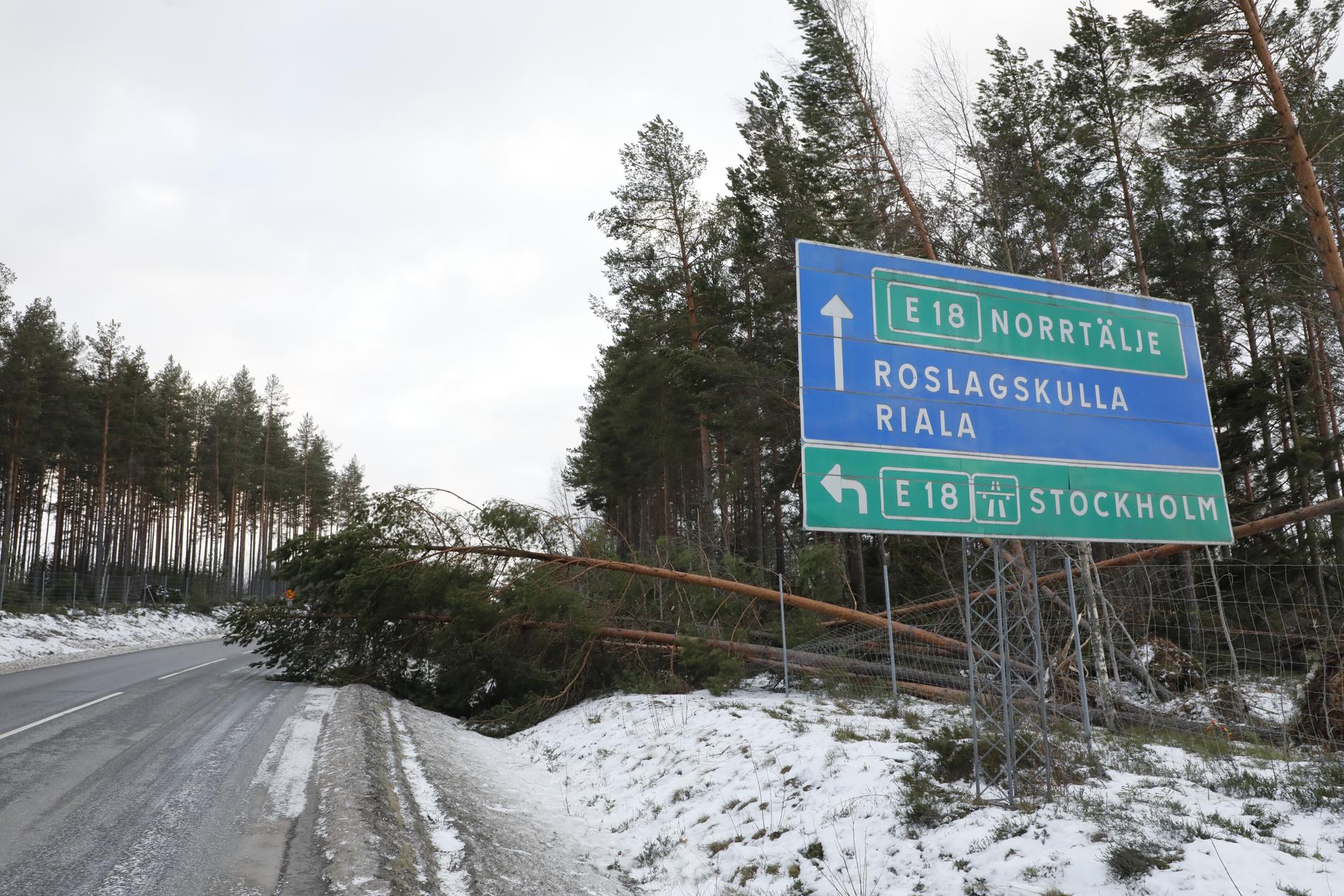 Nedfallna träd till följd av stormen Alfrida på Rialavägen mellan E18 och Finsta.