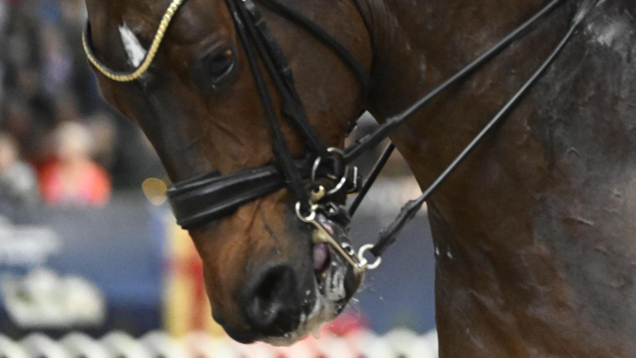  – Tungan har en lätt blålila ton, hästen gapar för att undkomma trycket, sa veterinär Katarina Brunstedt i Sportbladets granskning om världseliten i dressyr. 