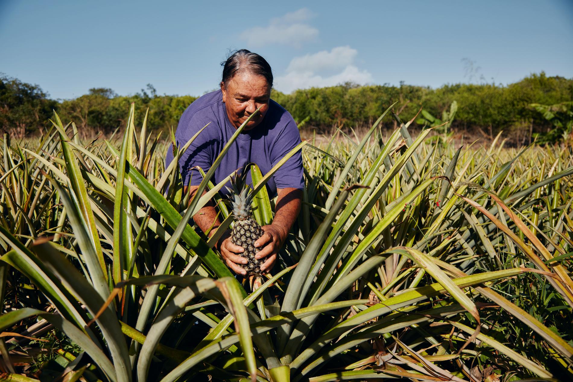 På ön Eleuthera ska deltagarna arbeta med ananasodlingar. 