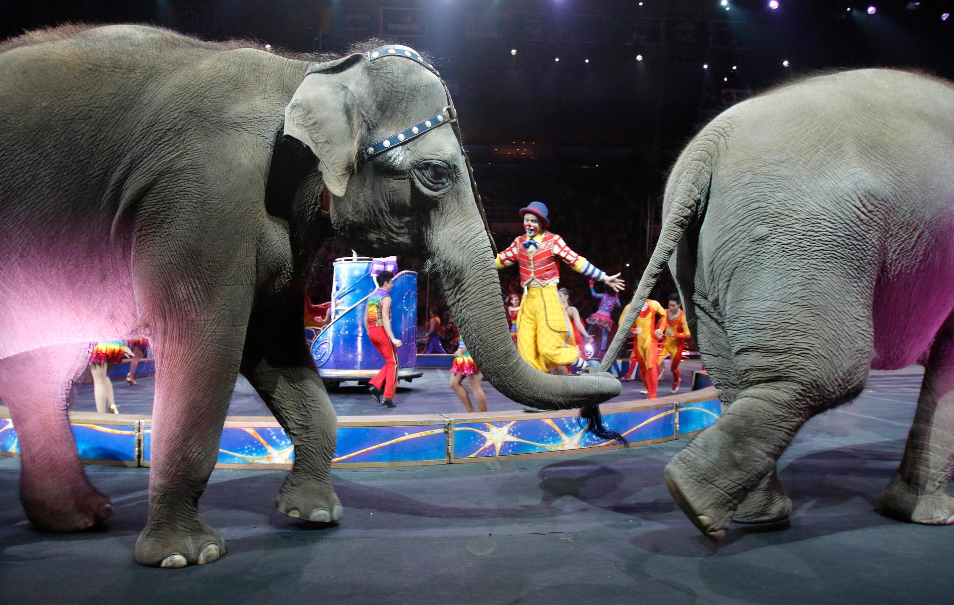 Vill förbjuda cirkusar med vilda och exotiska djur. 