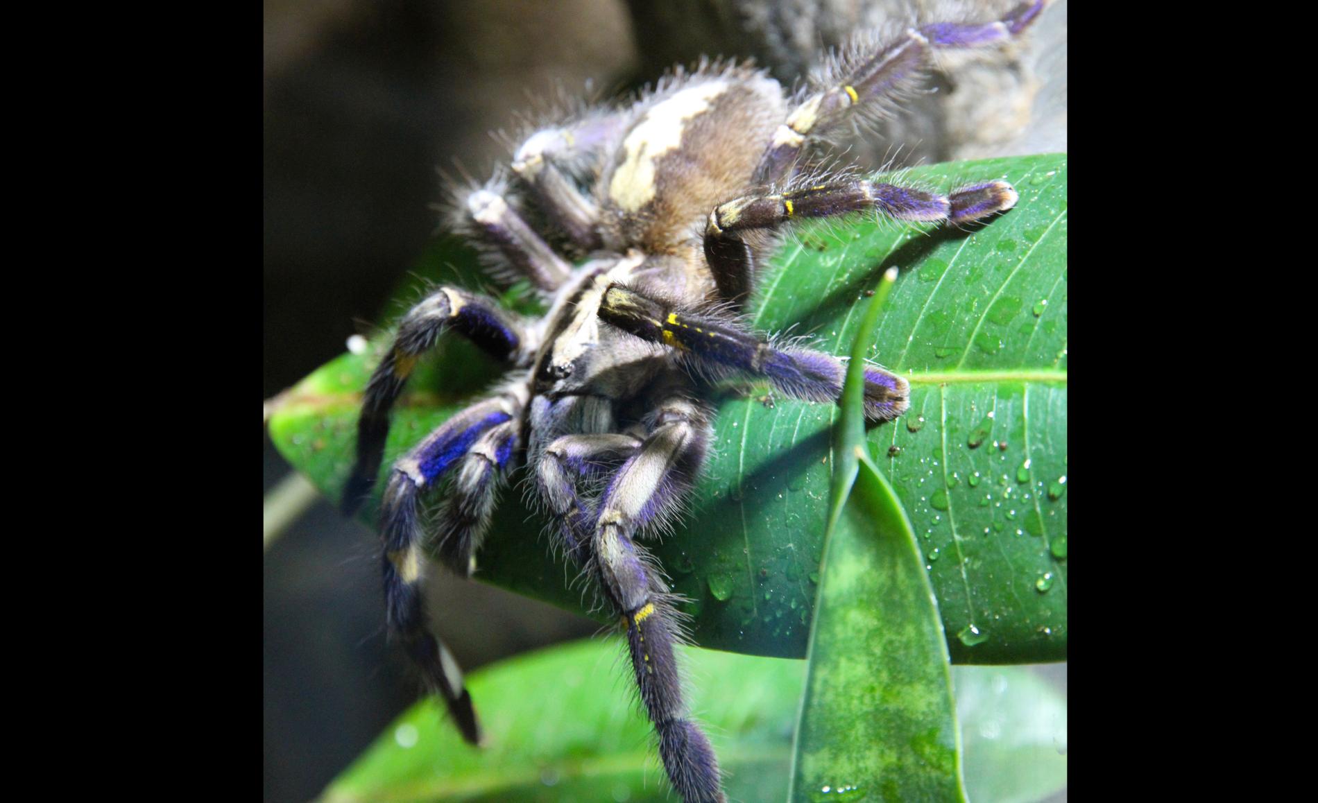 En giftspindel av den hotade arten påfågeltarantella har flyttat in i ett terrarium på djurparken Nordens ark. Målet är att föda upp nya spindlar att sätta ut i Indien.