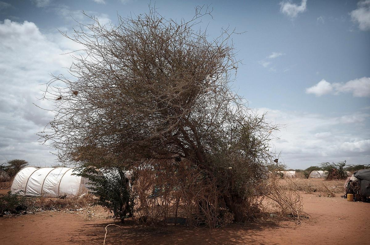 Trädet där Barey Ali Ismail bor tillsammans med sin dotter.