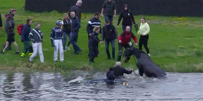 Hästen Come Together kom loss och skenade ner i vattnet på Solvallas innerplan.
