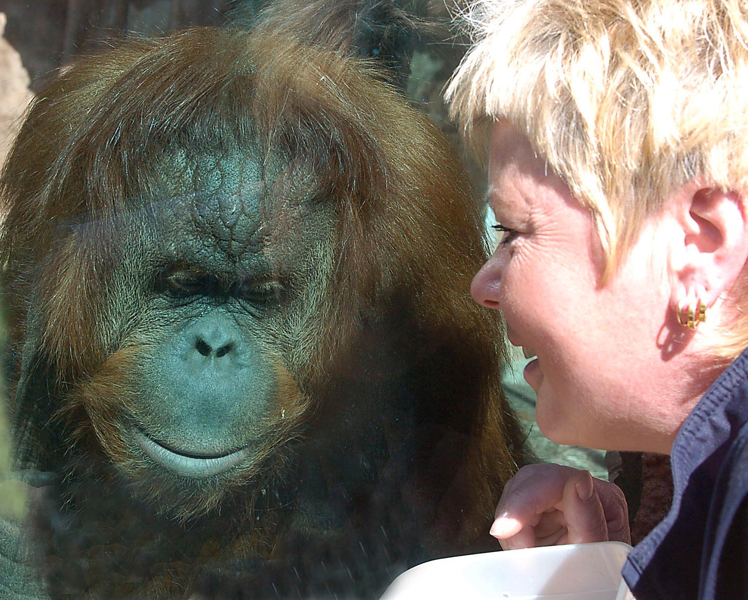 Inge-Marie Persson byggde under sin tid på djurparken en unik relation till aporna. 