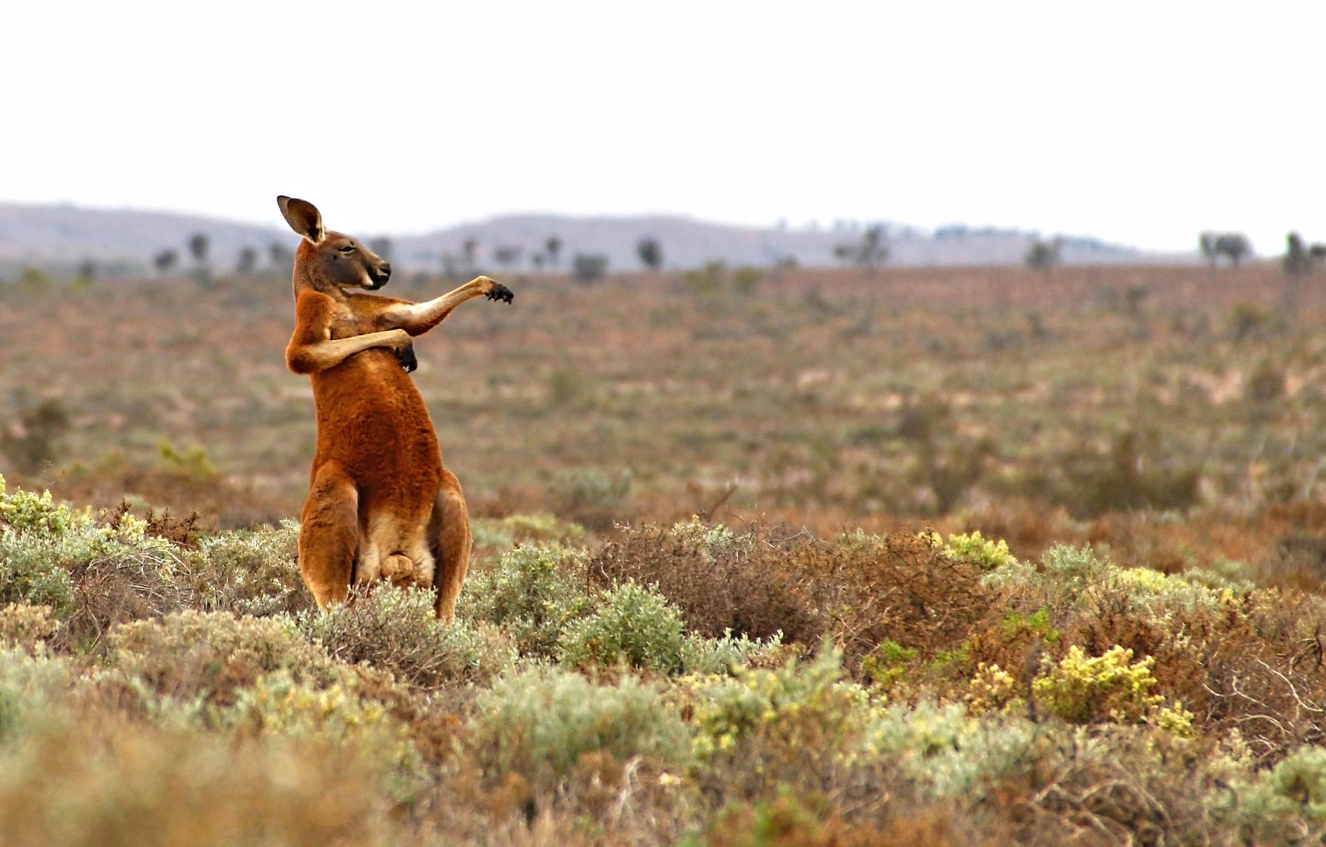 KUNGGURU FU Fotografen Andrej Giljov fångade den här kängurun under morgongymnastiken i Fowlers pass, Australien.