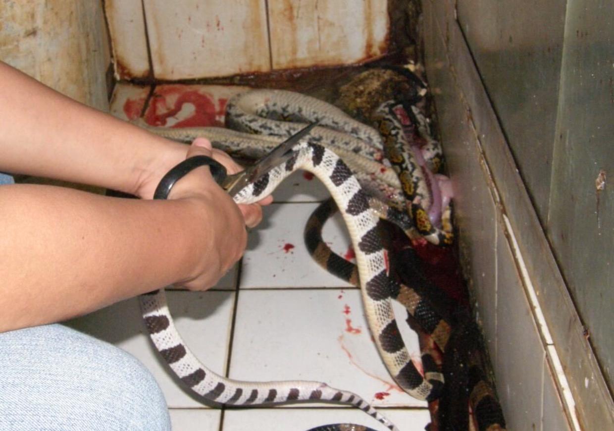 Varje år fångas 440 000 ormar för att bli kläder.