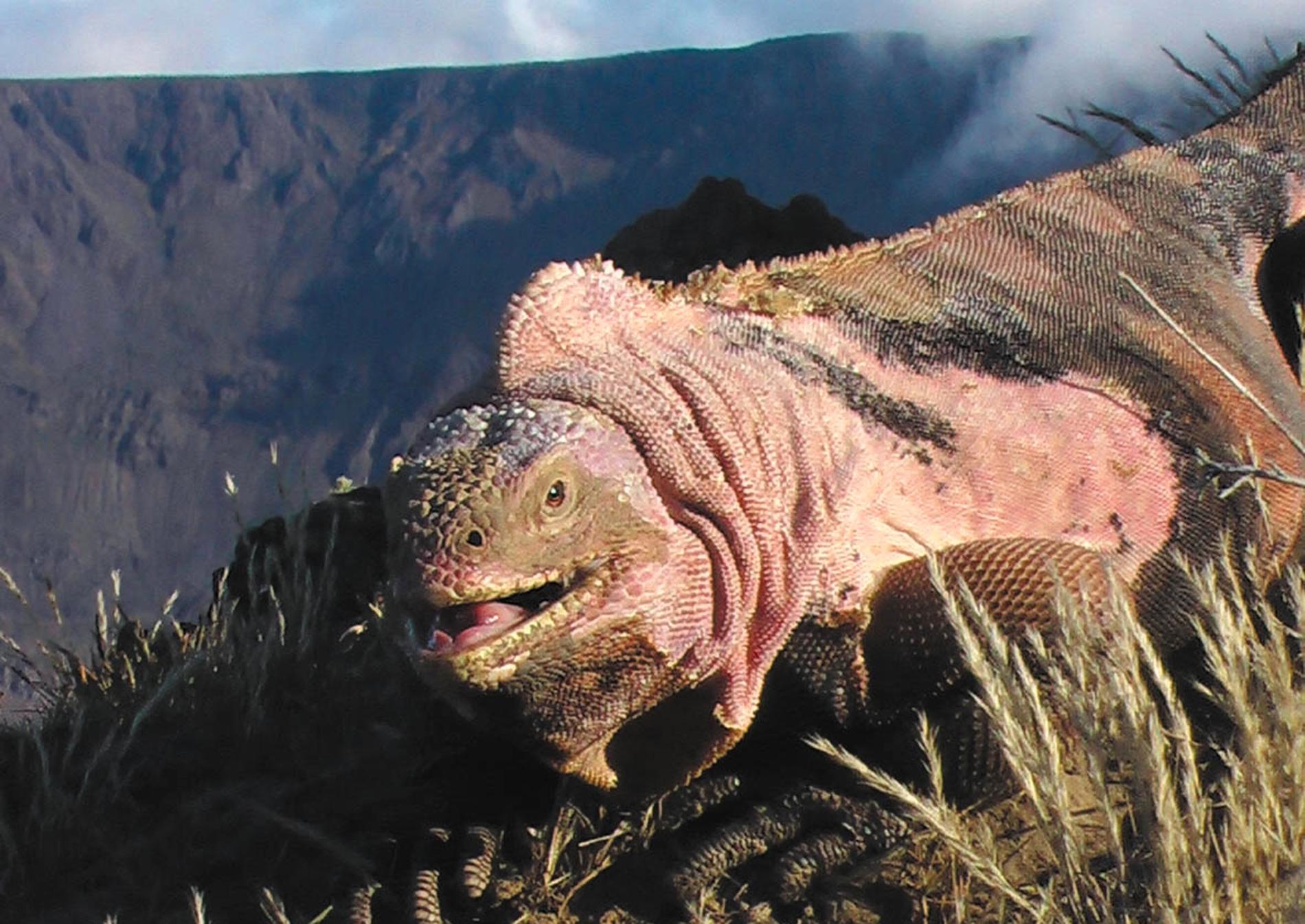 Den rosa leguanen lever på Isabela Island. Nu kan den hotas av vulkanutbrottet.