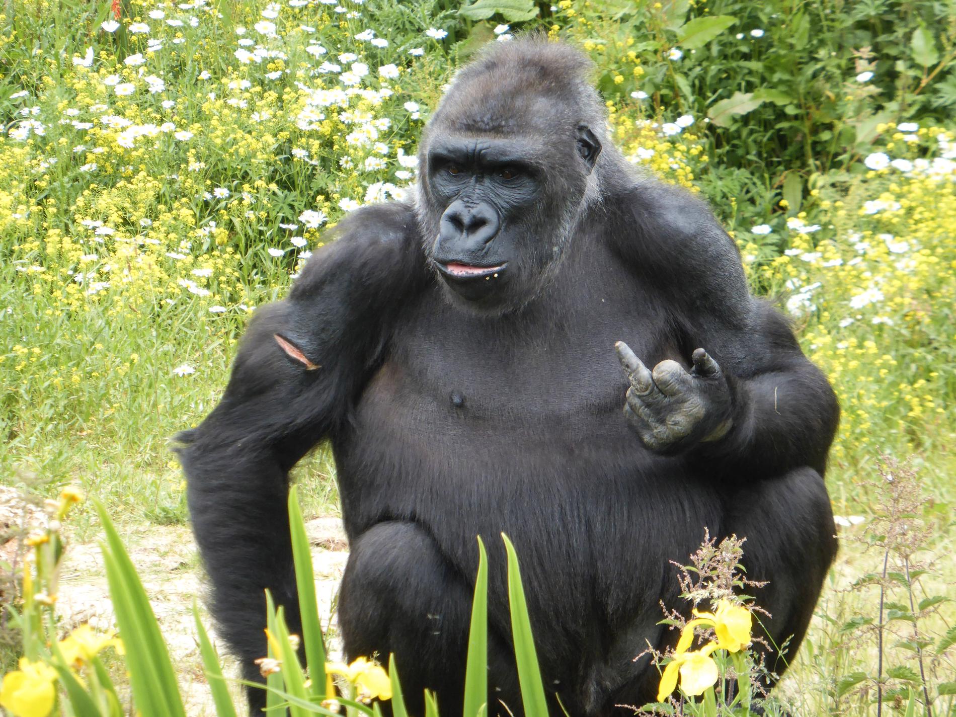 Gorillan pekade finger åt zoo-besökarna. 