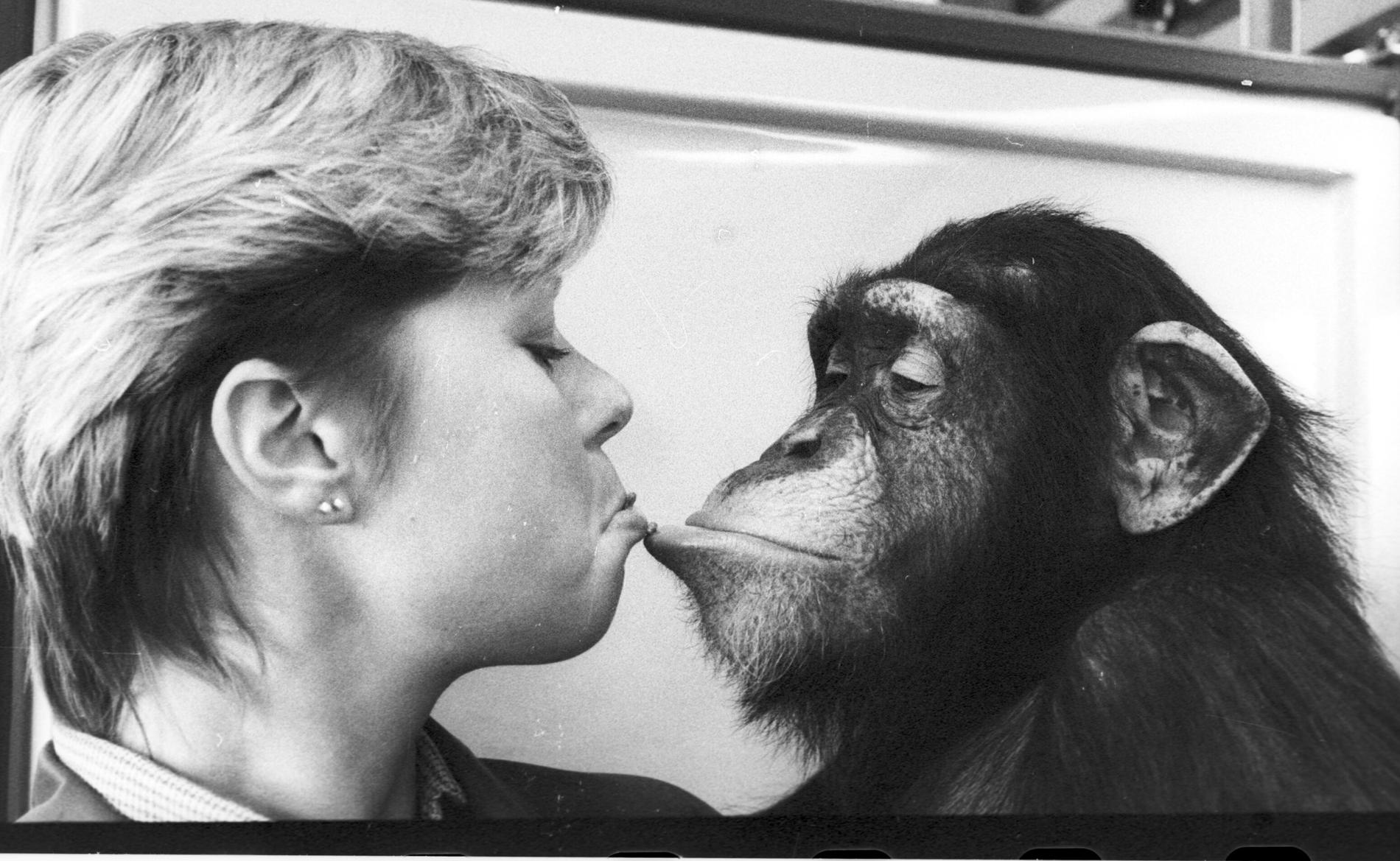 Ing-Marie Persson och schimpansen Santino pussas.