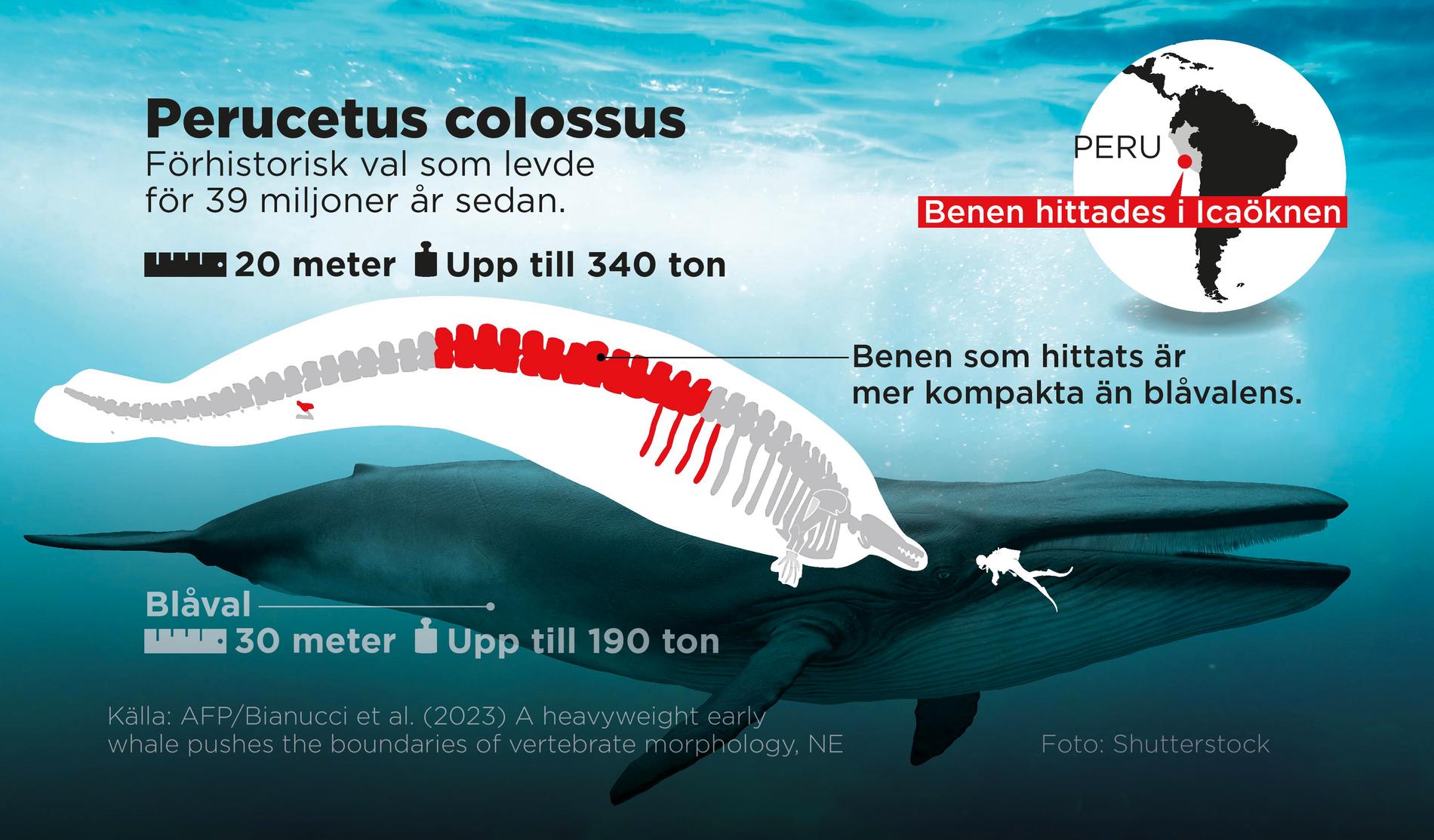 Den förhistoriska jättevalen kan vara det tyngsta djuret någonsin.