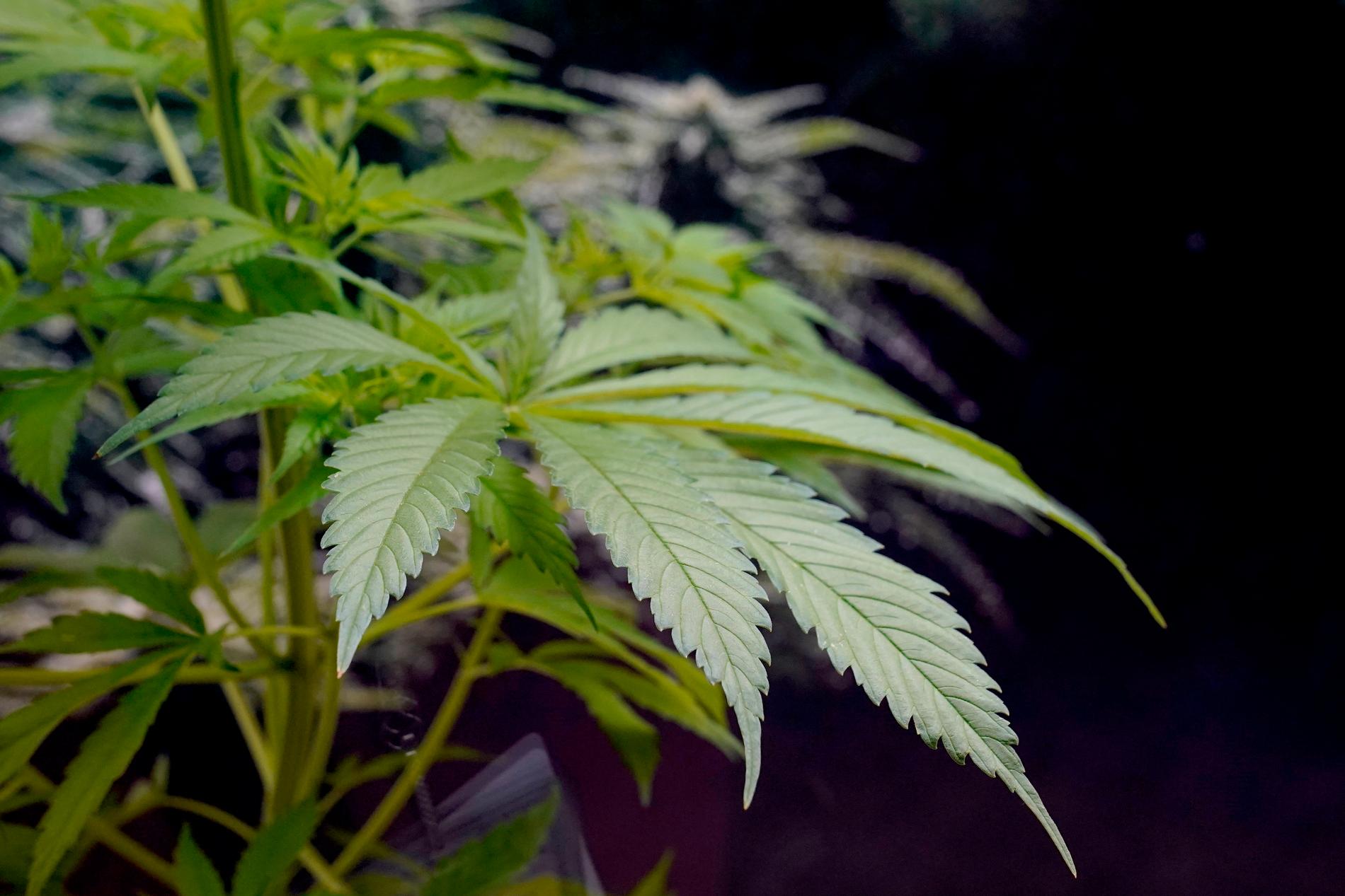 En man och en kvinna har häktats misstänkta för att ha odlat cannabis. Arkivbild.