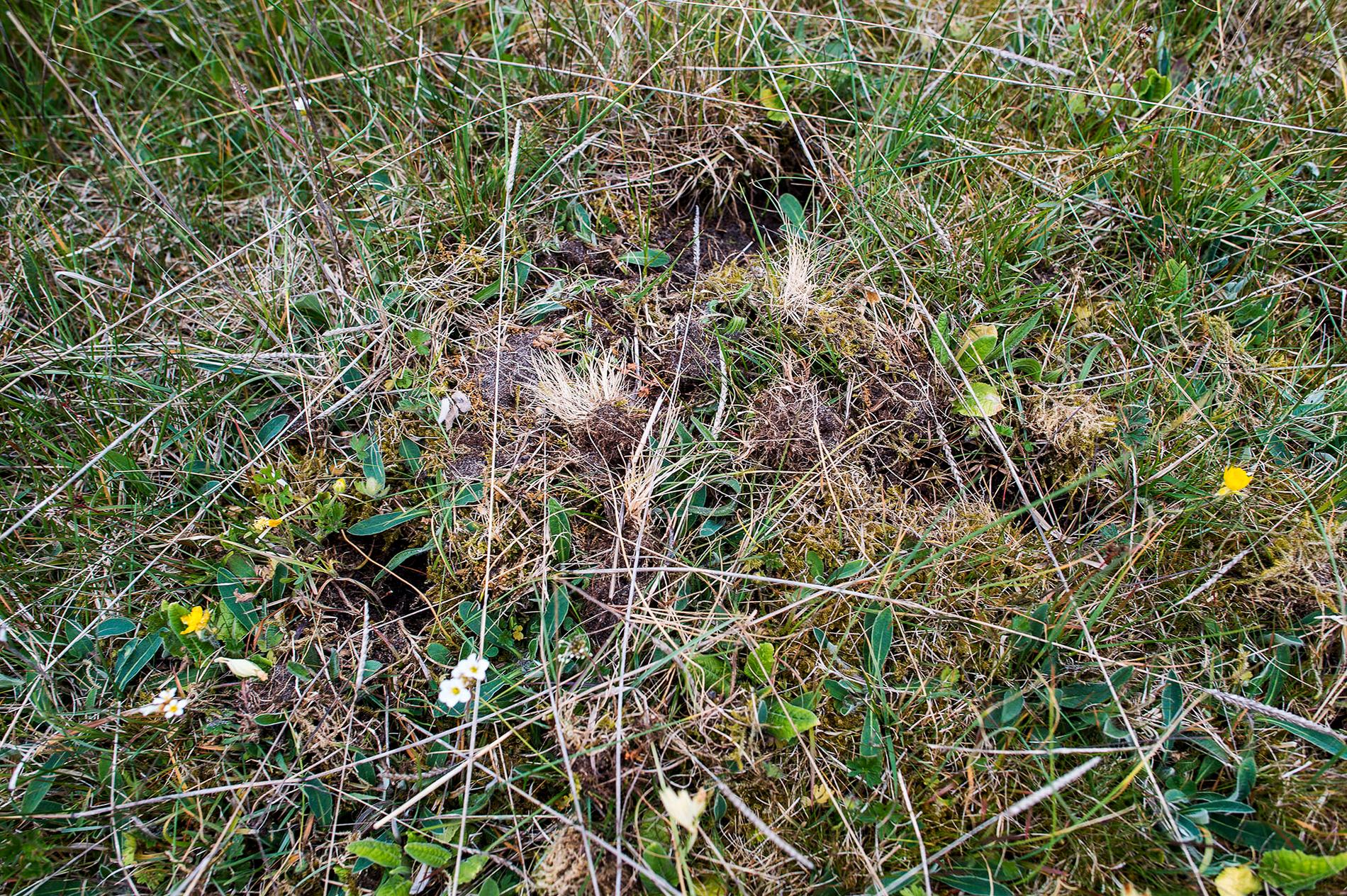 Hål i marken efter att orkidéerna plockats bort.