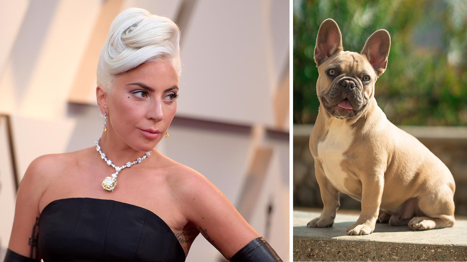 Lady Gagas hundar blev kidnappade.