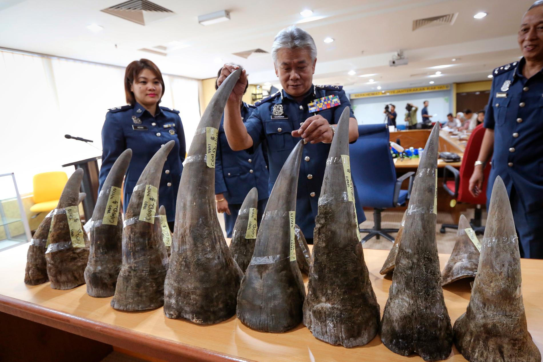 Ett beslag av noshörningshorn inspekteras på Kuala Lumpurs flygplats 2017. Arkivbild.