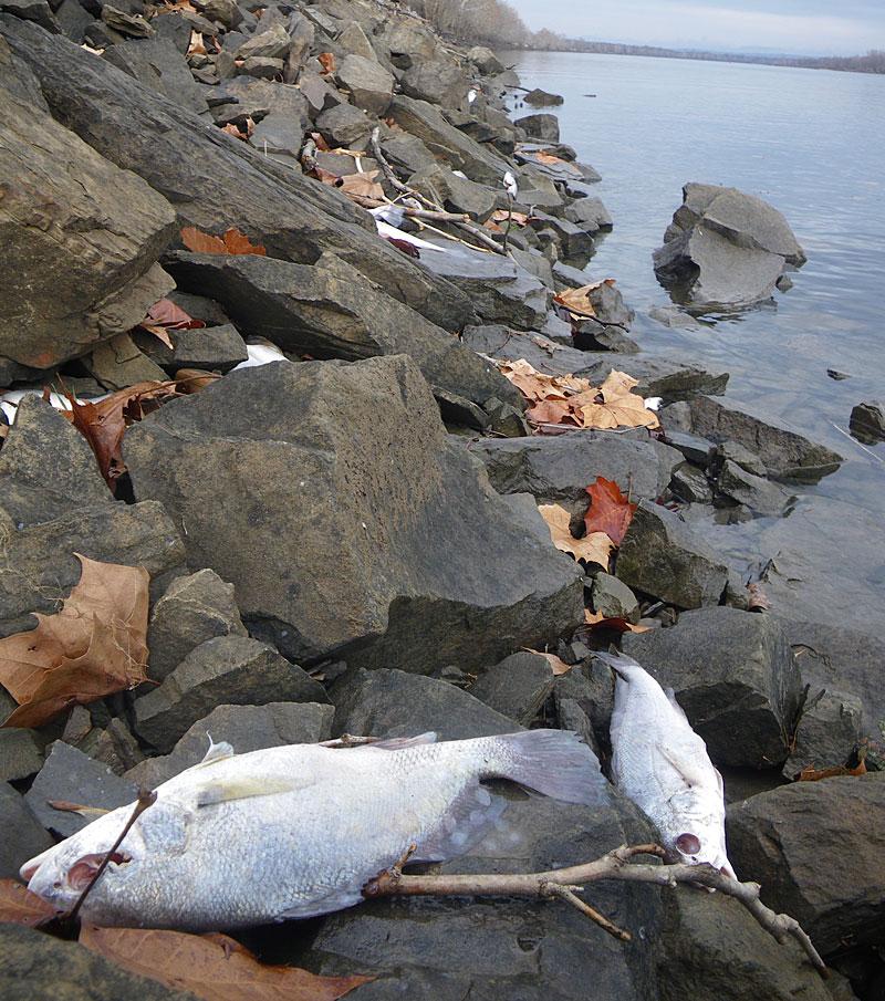 mängder av döda fiskar vid flodstranden Inte bara fåglar dog i massor under nyårsnatten i Askansas. Nu har man upptäckt 100 000 döda fiskar längs Askansasfloden. Forskarna är förbryllade. Foto: SCANPIX