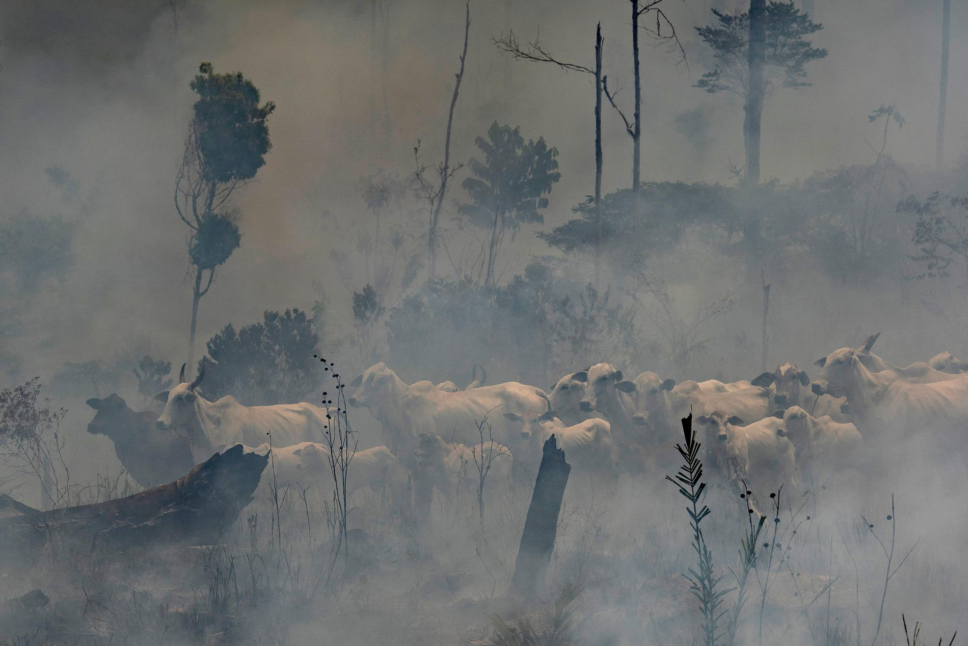 En boskapshjord syns i röken från en anlagd skogsbrand i Brasilien. Arkkvbild från 2019.