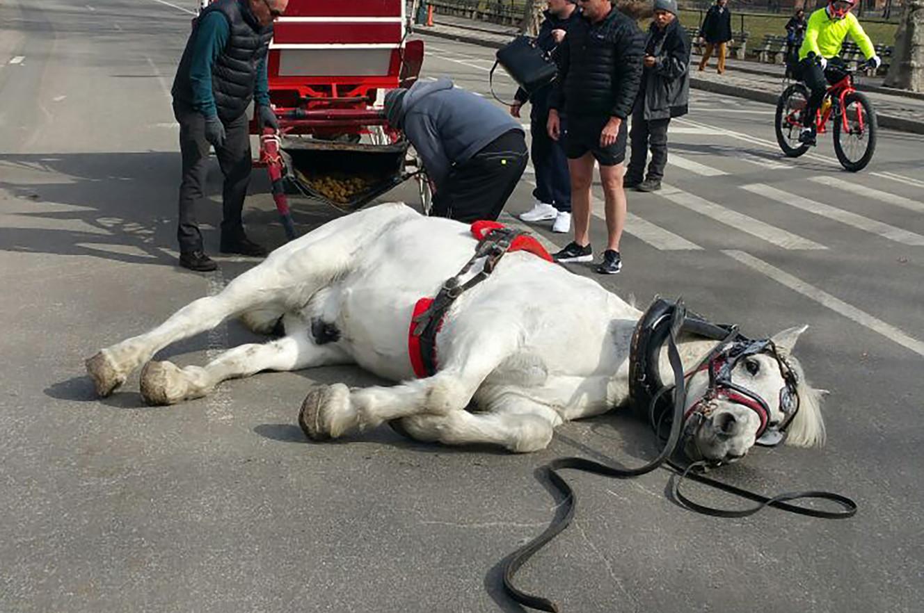 Vittnen på plats säger att hästen andades häftigt innan den föll ihop.