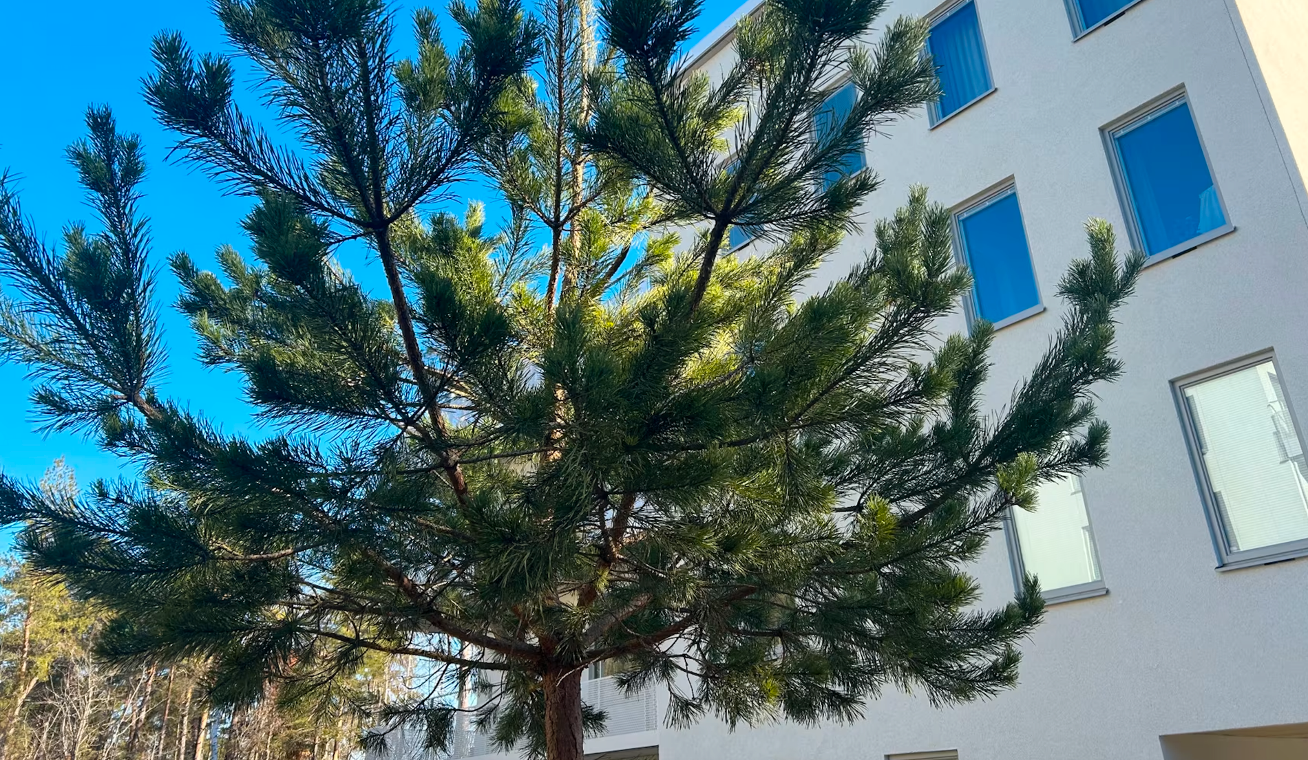 Forskning ska visa var bästa placering för träd är i en urban miljö.