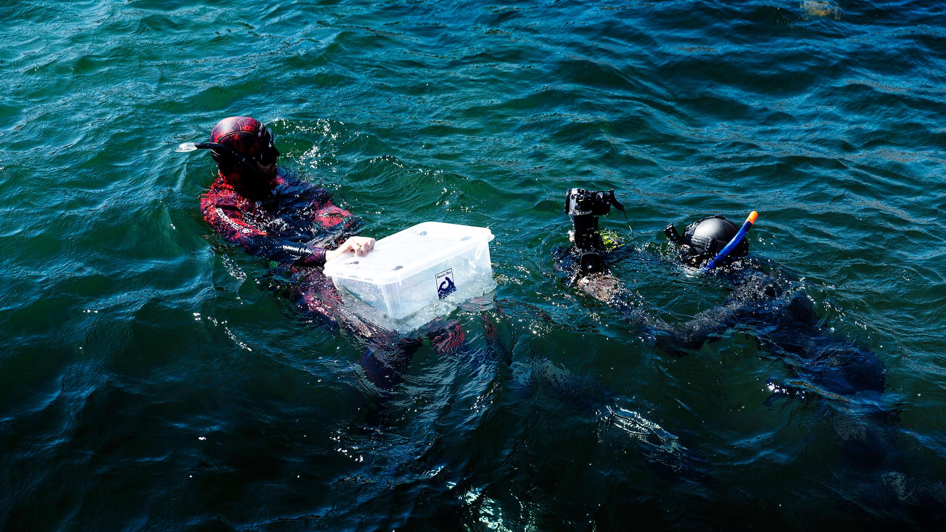 Marinbiologen Martin Stjernstedt bogserar ur några hajar i en plastlåda för att släppa dem på ett lämpligt ställe. Akvarieteknikern Elias Neuman assisterar. Många åskådare följde hajsläppet från kajen.