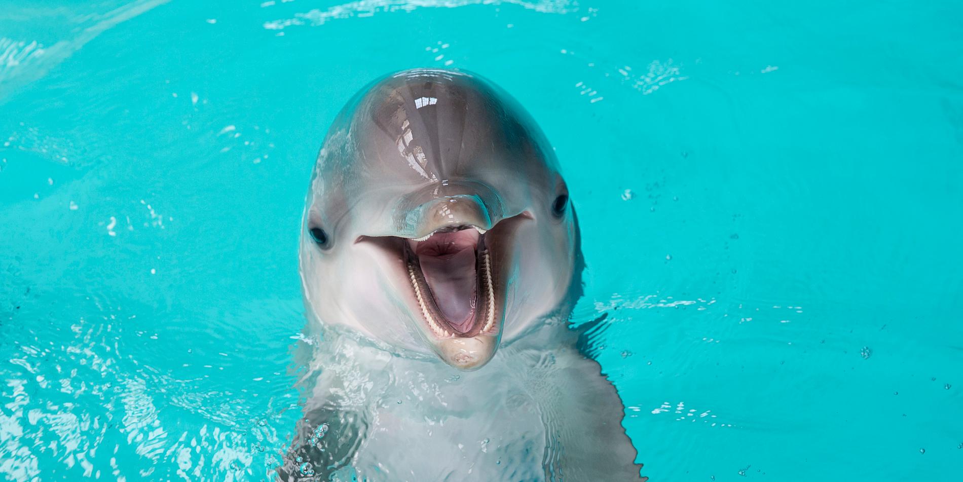 En delfin, släkting till tumlaren. Arkivbild.
