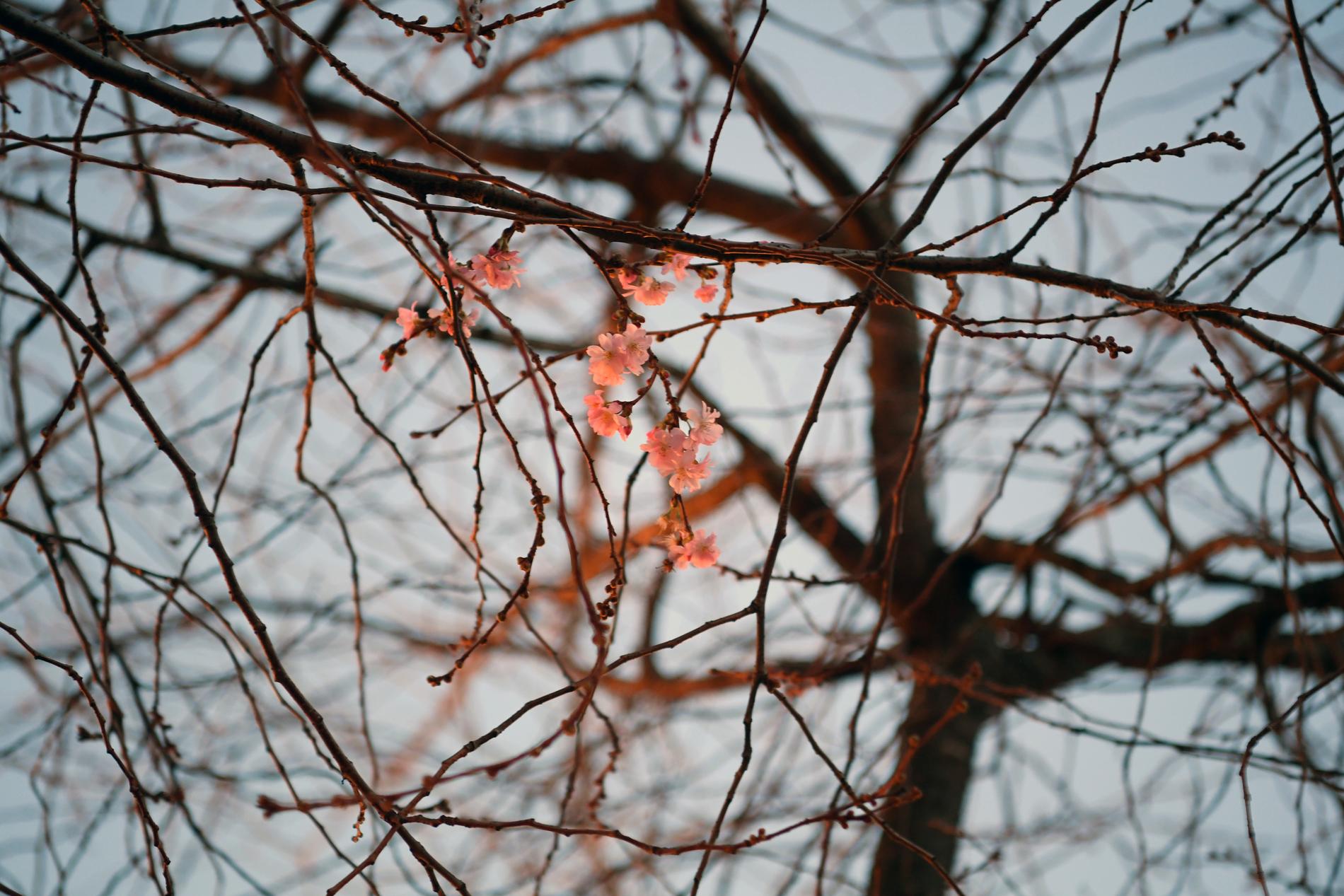 Körsbärsträden i Kungsträdgården i Stockholm blommade redan den 12 januari 2020. 